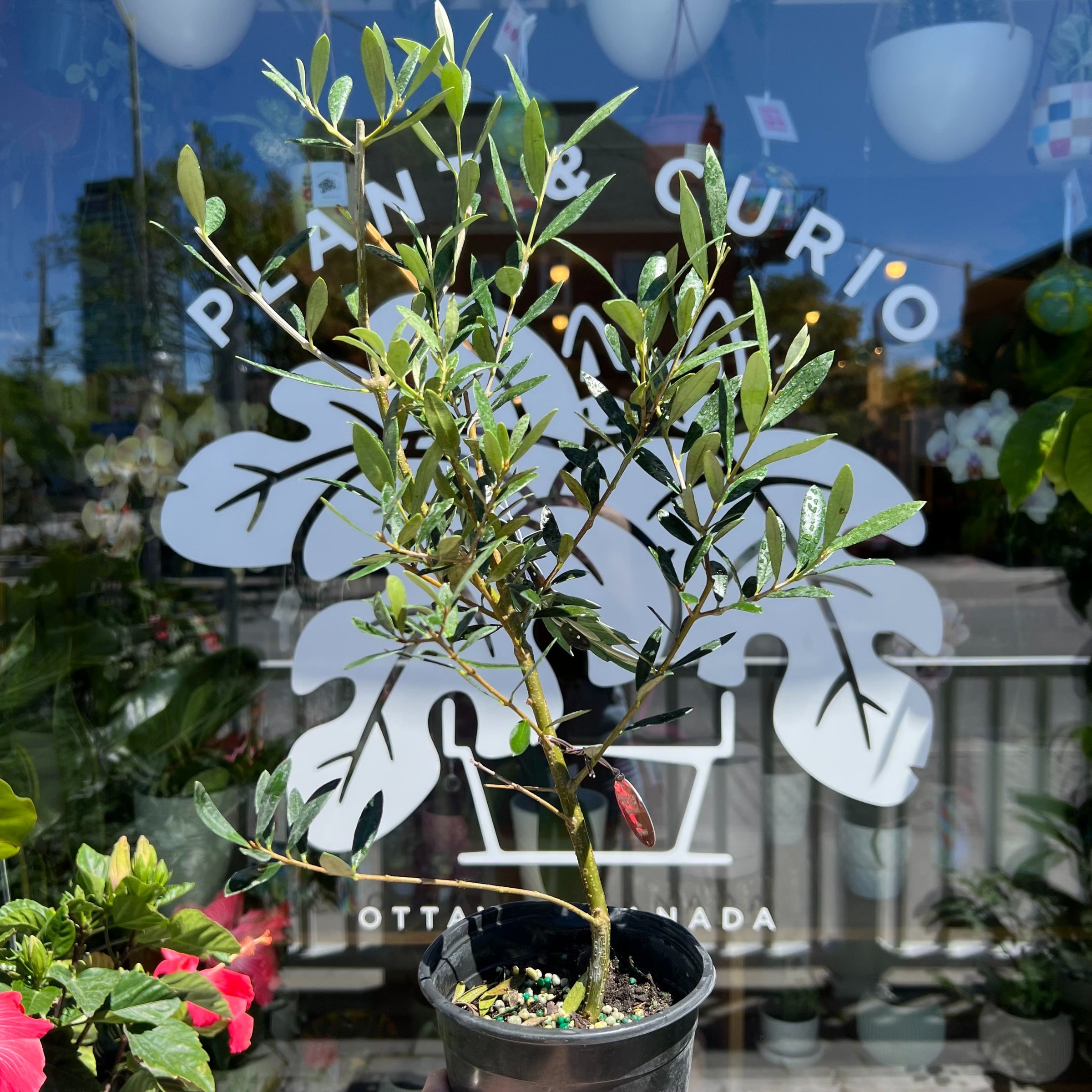 オリーブの木　374 Olive Plant | Plant & Curio