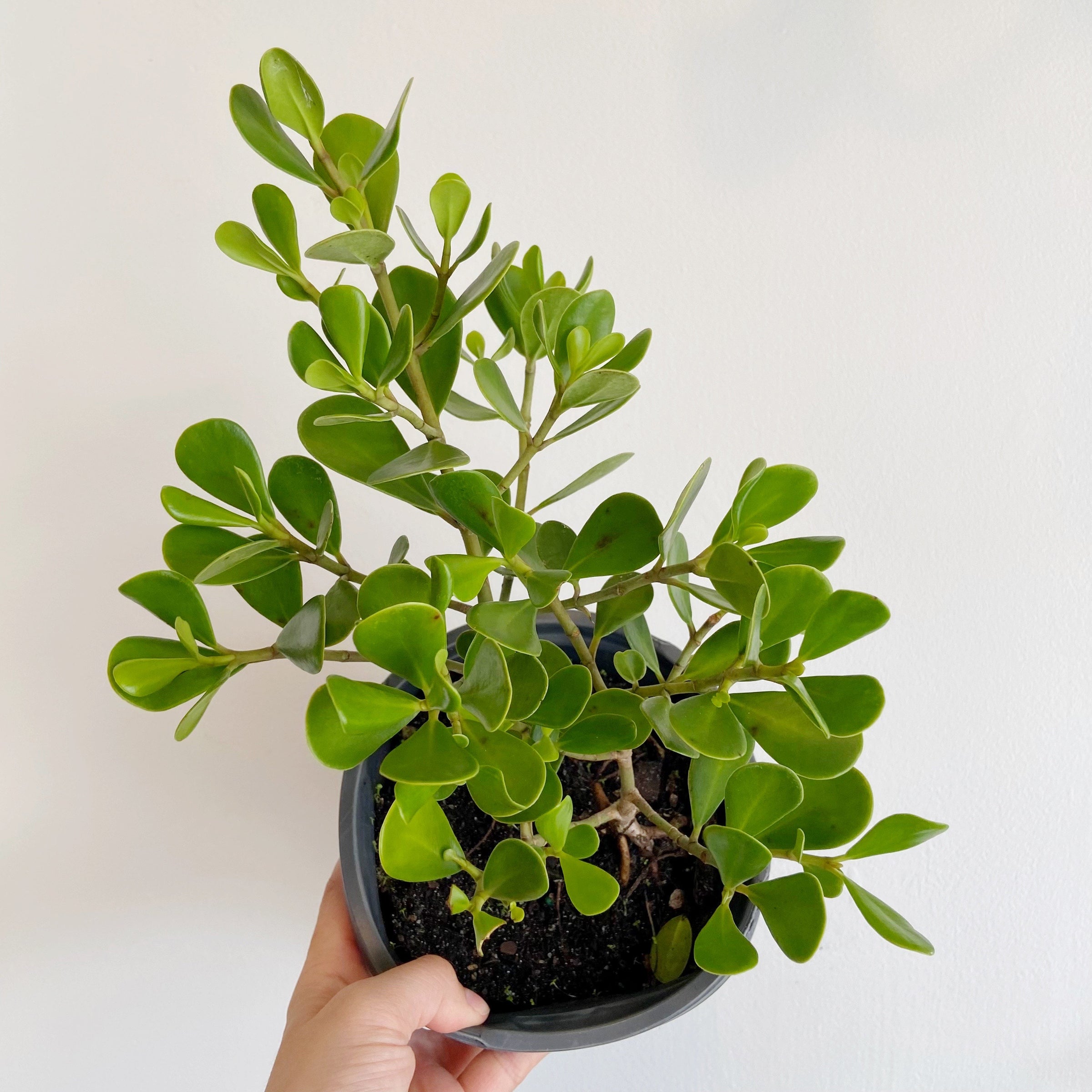 Autograph Tree (Clusia guttifera) | Plant & Curio