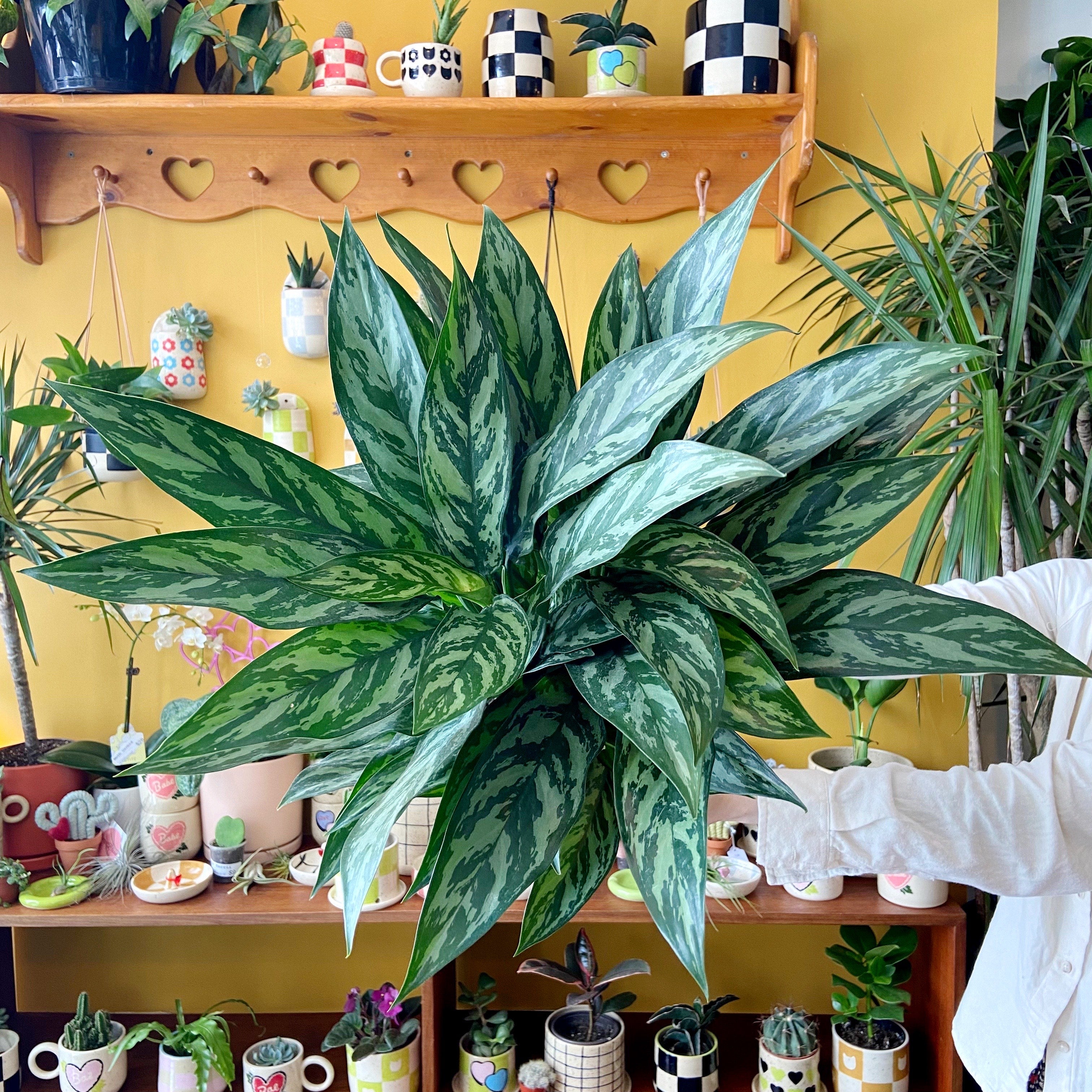 Aglaonema Tigress | Plant & Curio