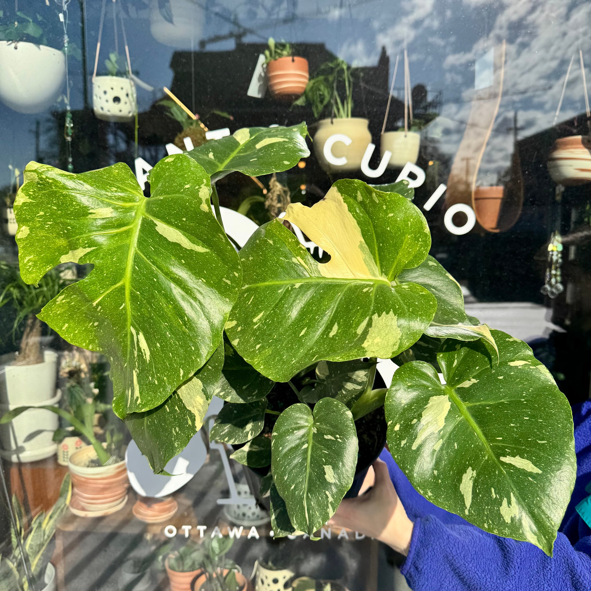 Monstera 'Thai Constellation' | Plant & Curio