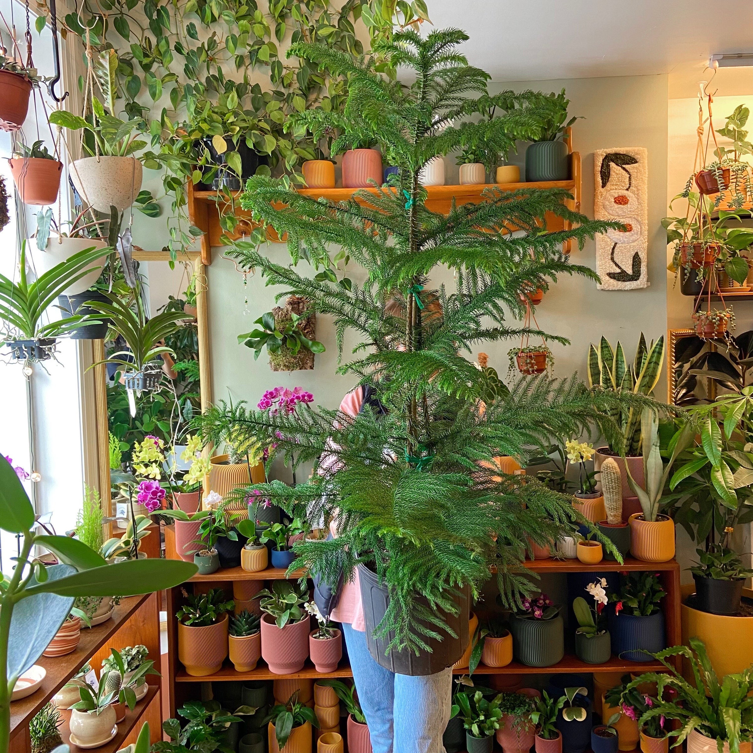 Norfolk Pine