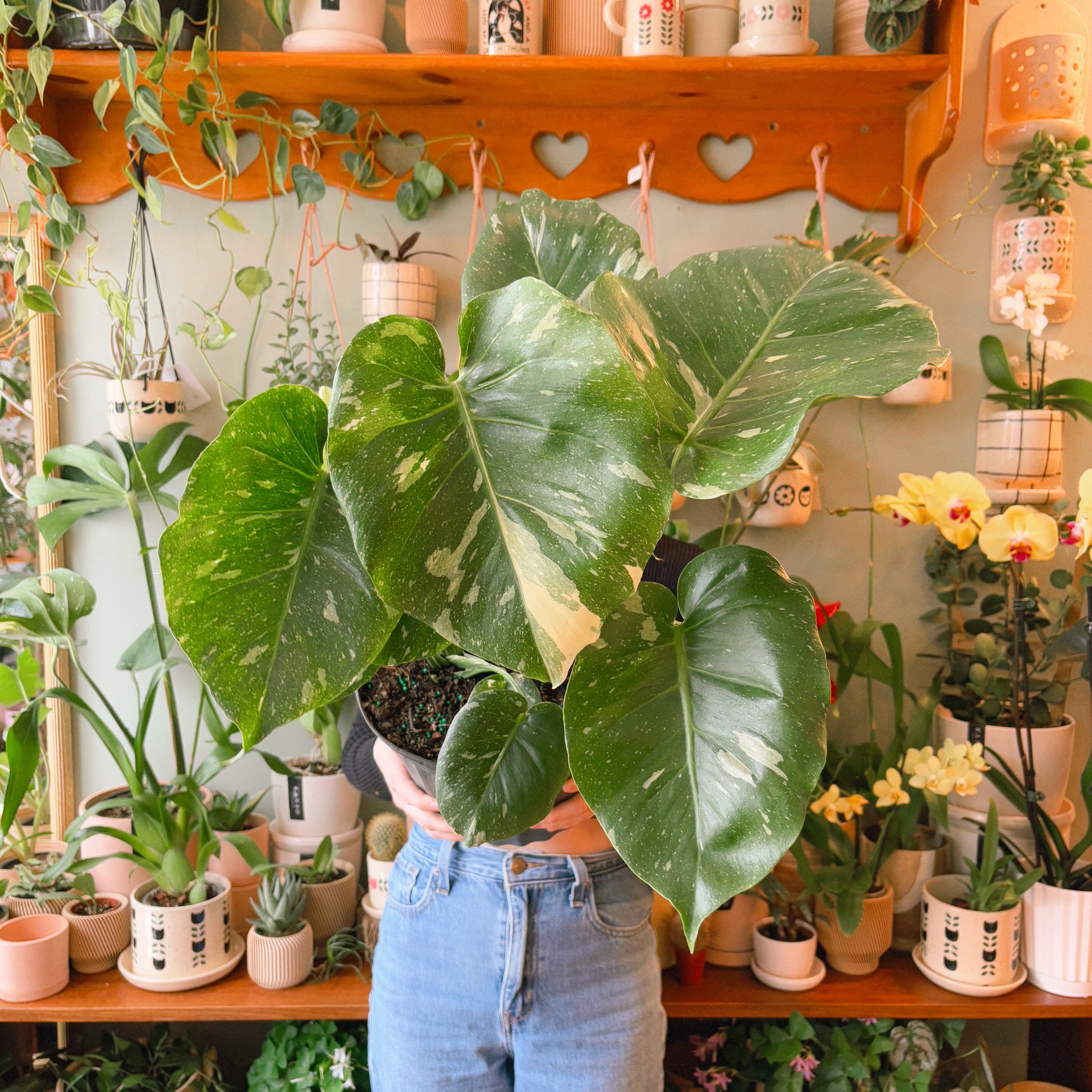 Monstera 'Thai Constellation' | Plant & Curio