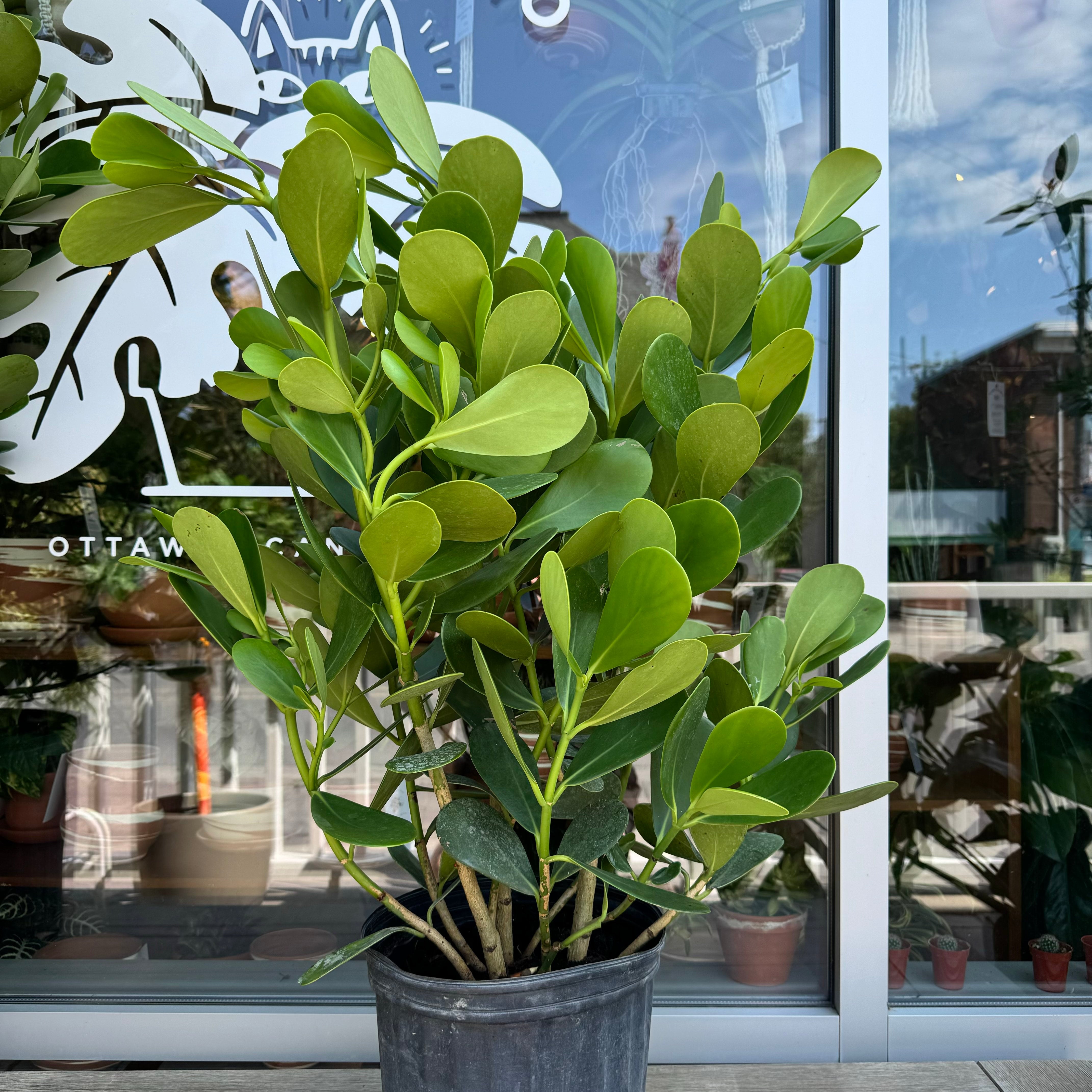beach planter Beach planter – Helen Levi Ceramics main image 0