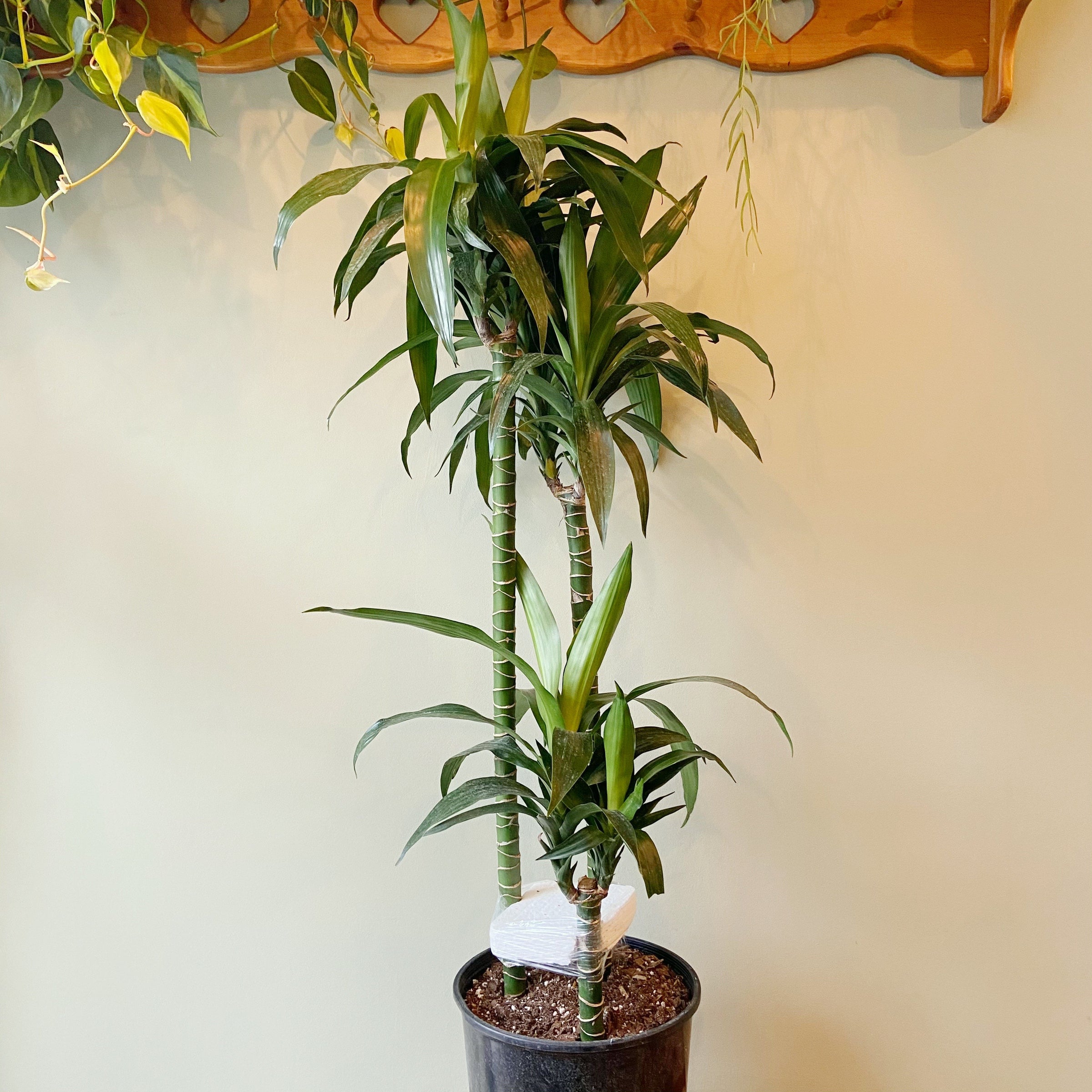 Dracaena 'Janet Craig' | Plant & Curio
