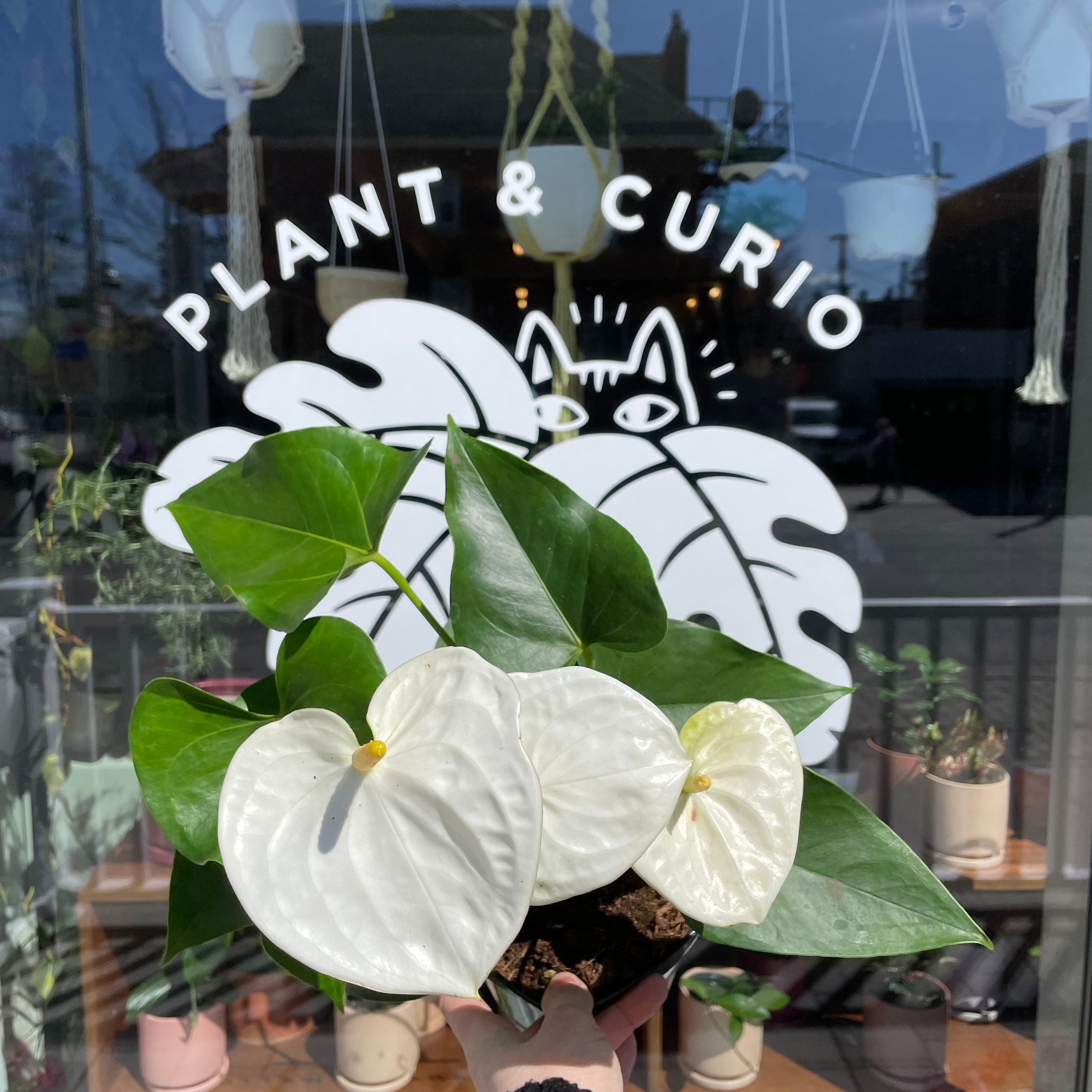 Anthurium Flamingo Flower | Plant & Curio