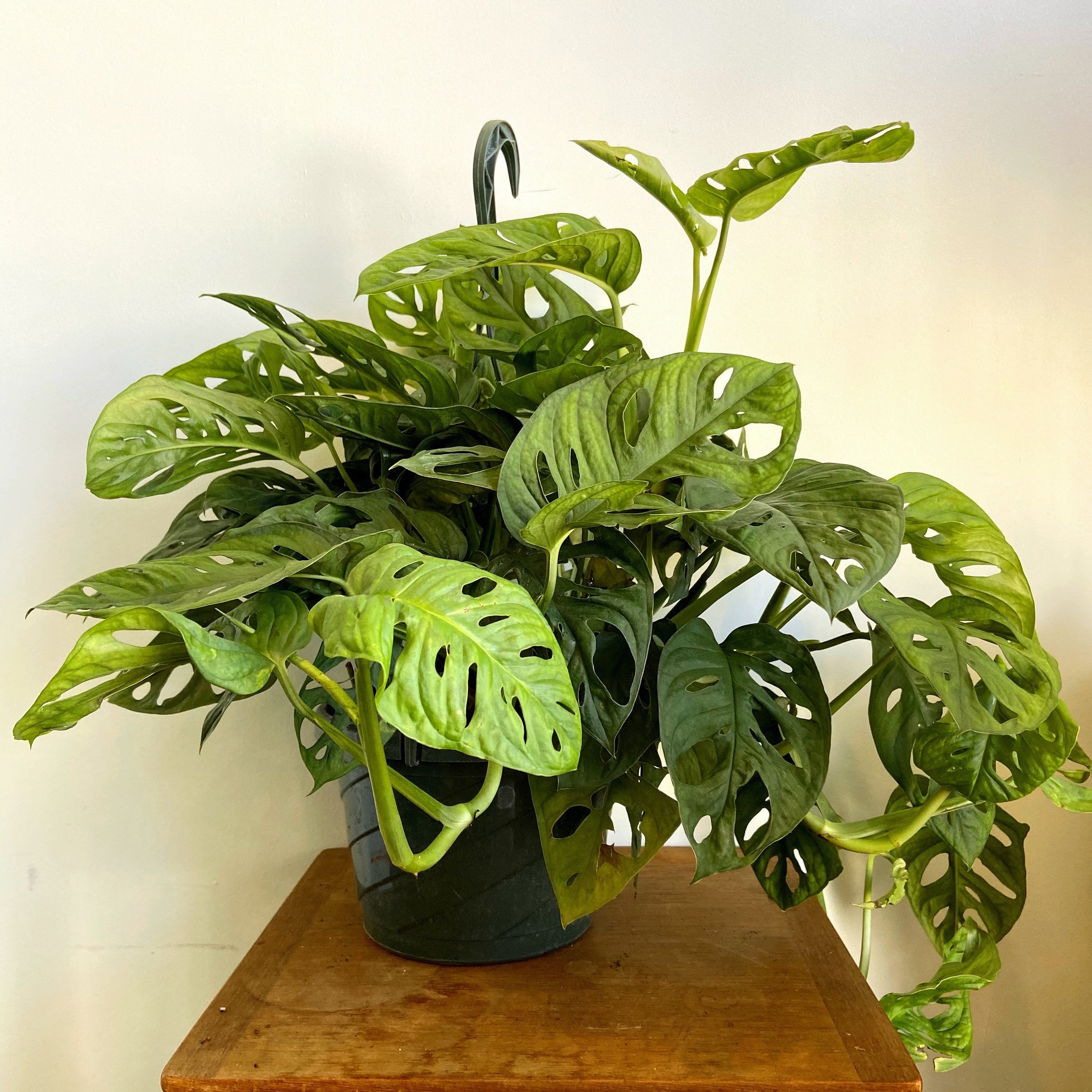 Monstera Adansonii - Swiss Cheese Plant | Plant & Curio