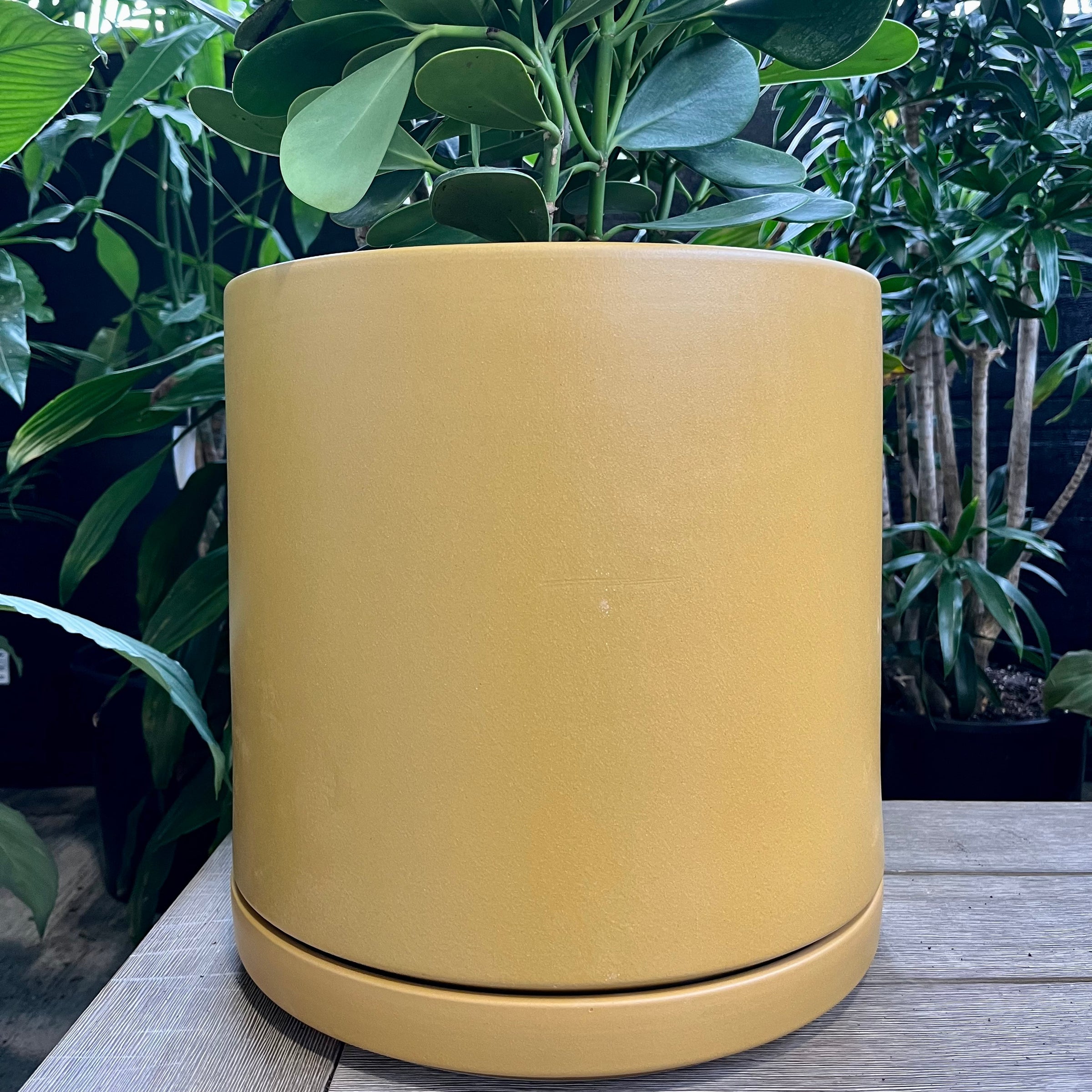 Solid Goods Cylinder Pots | Plant & Curio