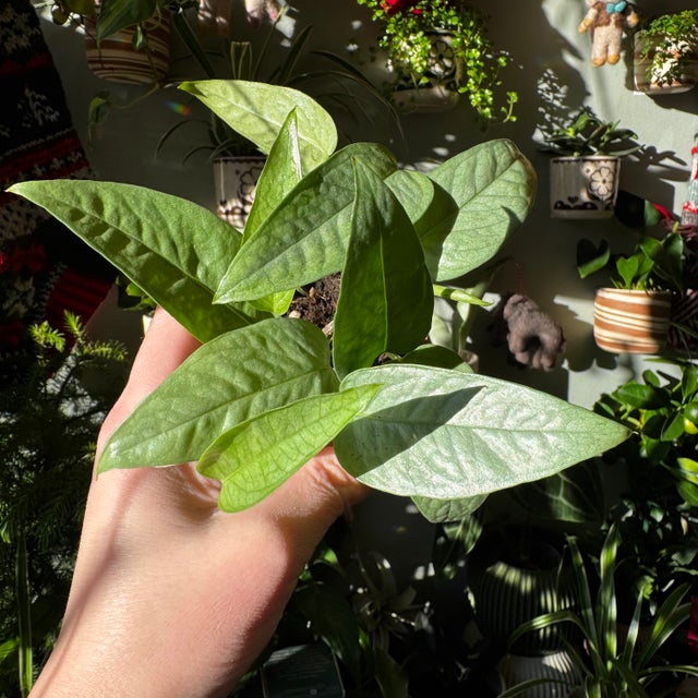 Easy Care | Plant & Curio