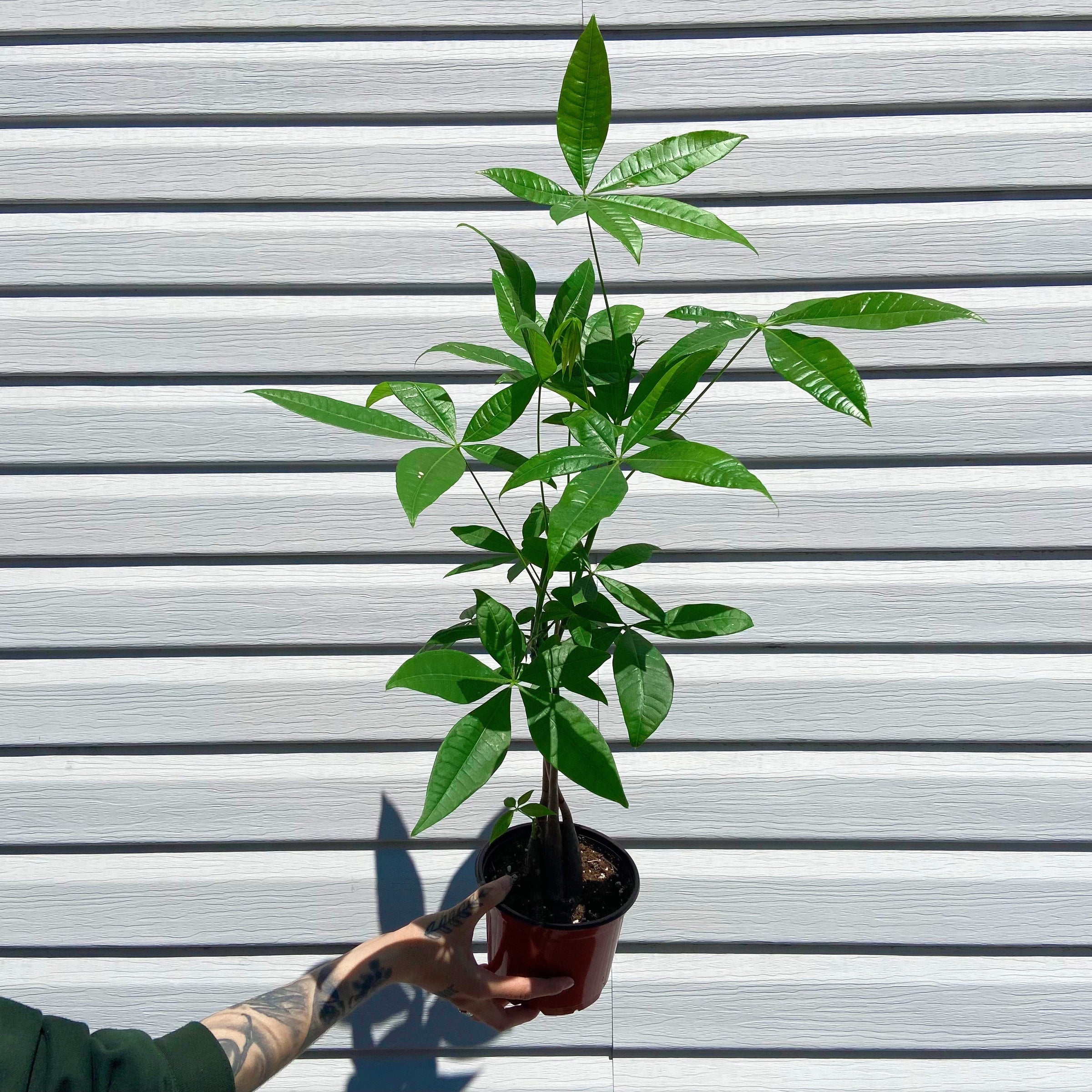 Money Tree - Pachira Aquatica | Plant \u0026 Curio, image size:2400x2400