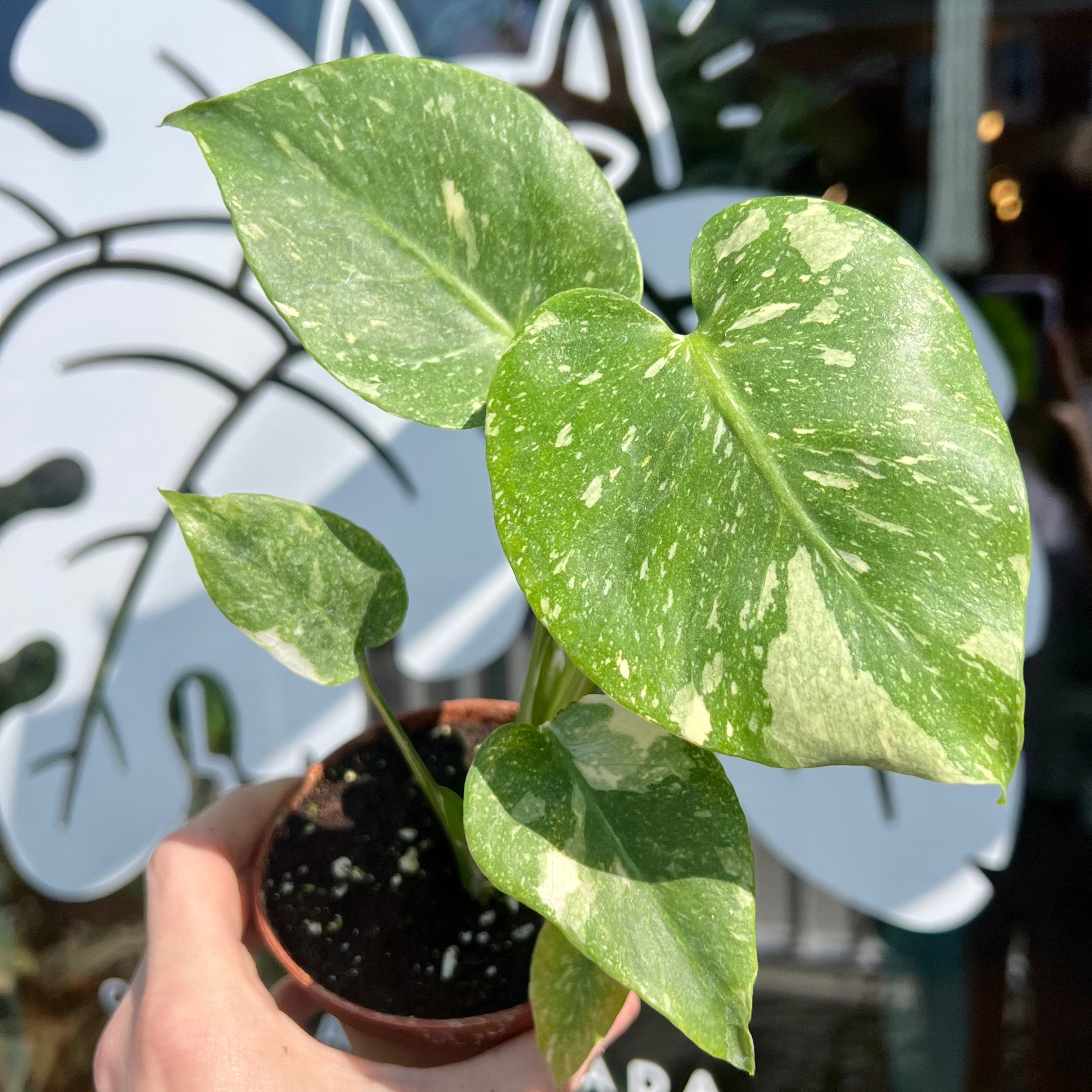 Monstera 'Thai Constellation' | Plant & Curio