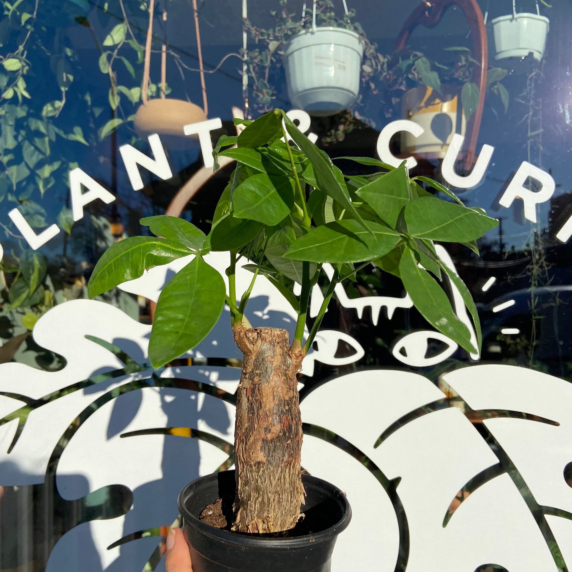 Money Tree - Pachira Aquatica | Plant \u0026 Curio, image size:2400x2400