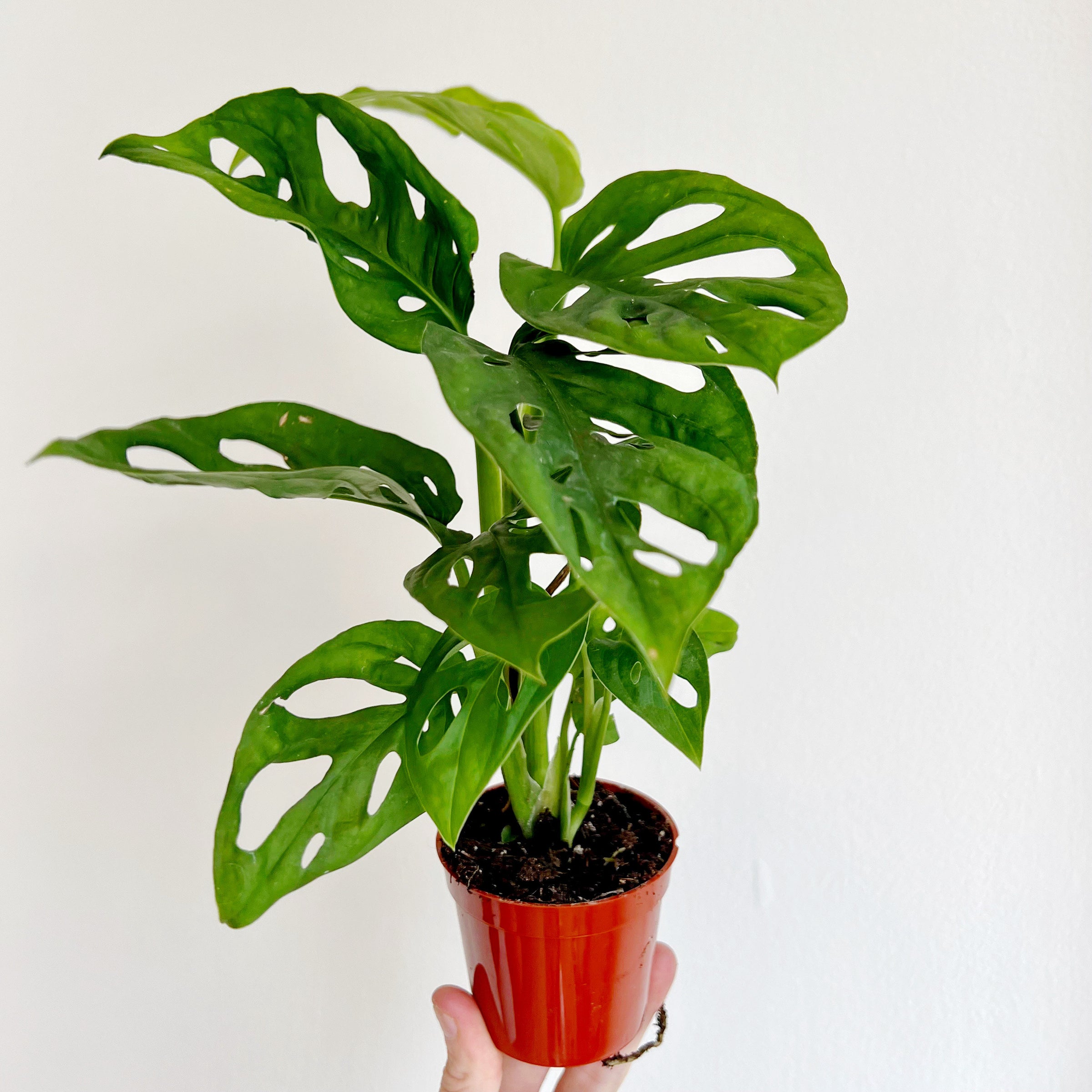 Monstera Adansonii - Swiss Cheese Plant | Plant & Curio