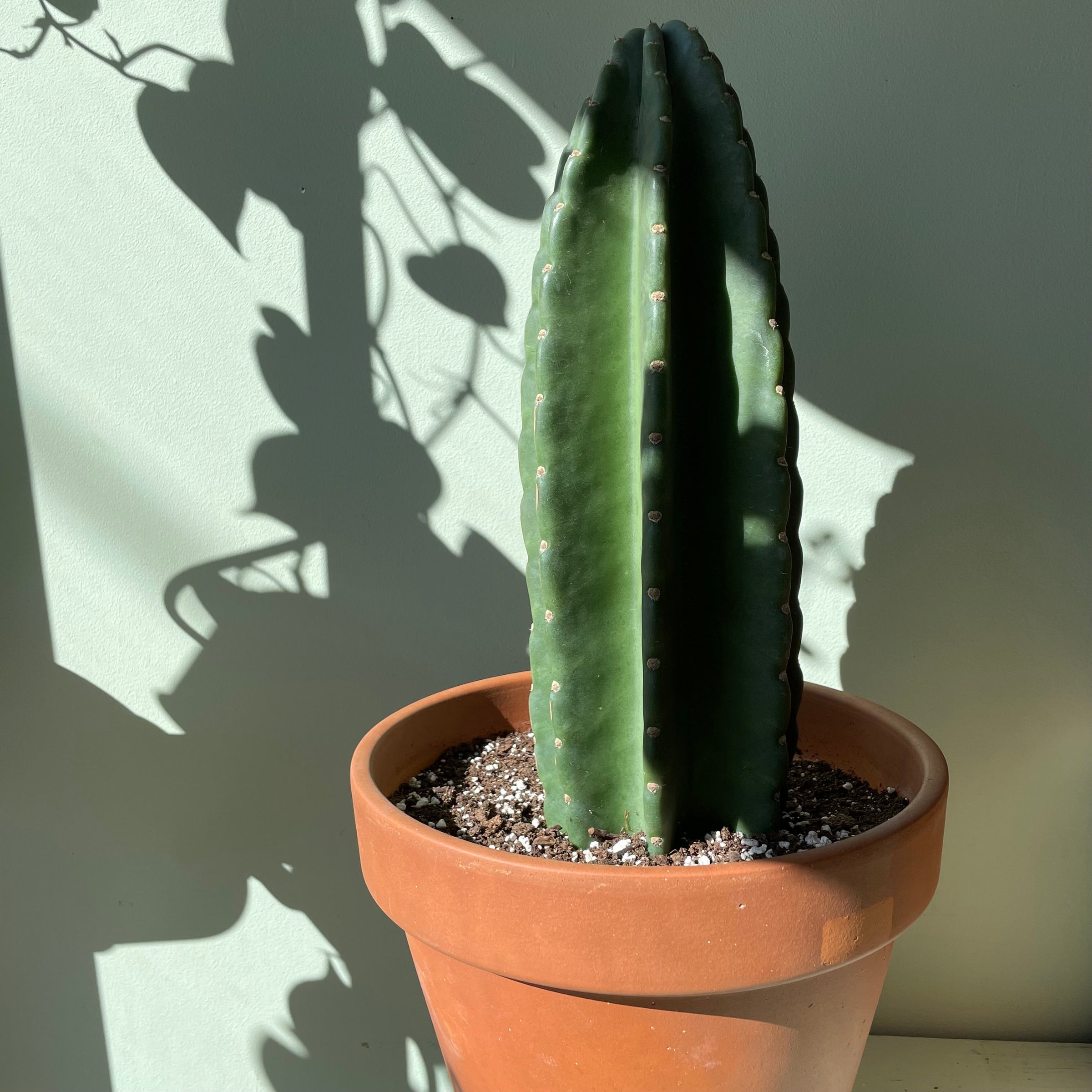 Cuddly Cactus | Plant & Curio