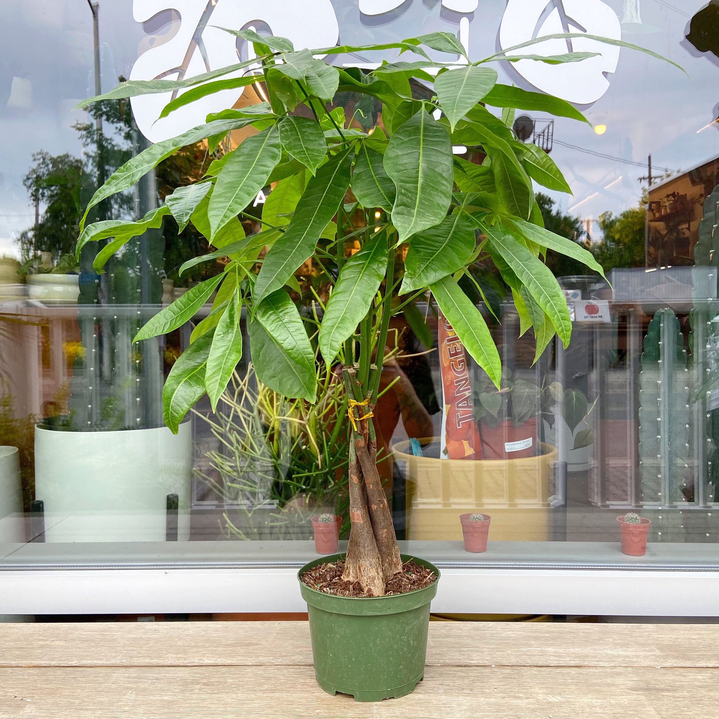 Money Tree - Pachira Aquatica | Plant \u0026 Curio, image size:2400x2400