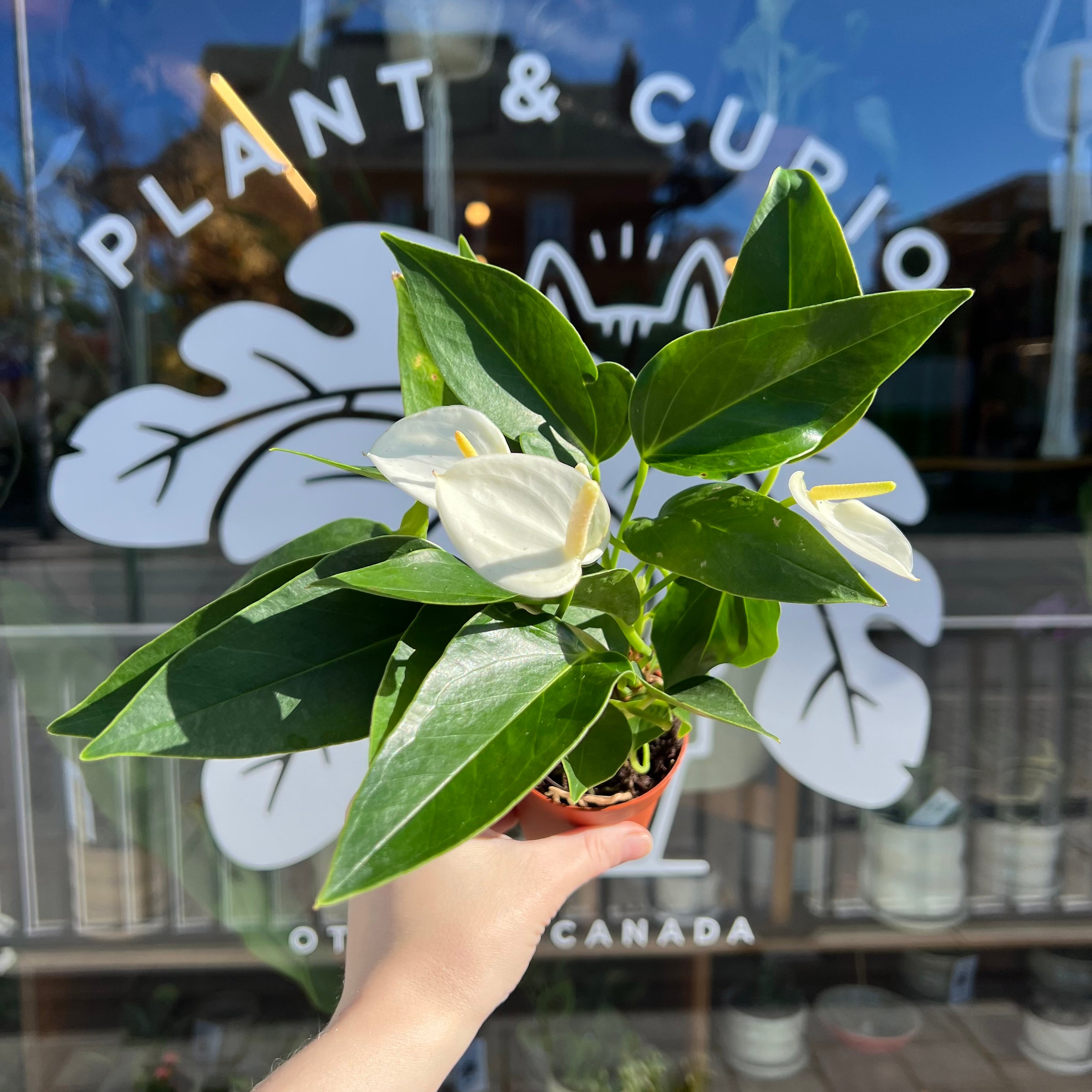 Anthurium Flamingo Flower | Plant & Curio