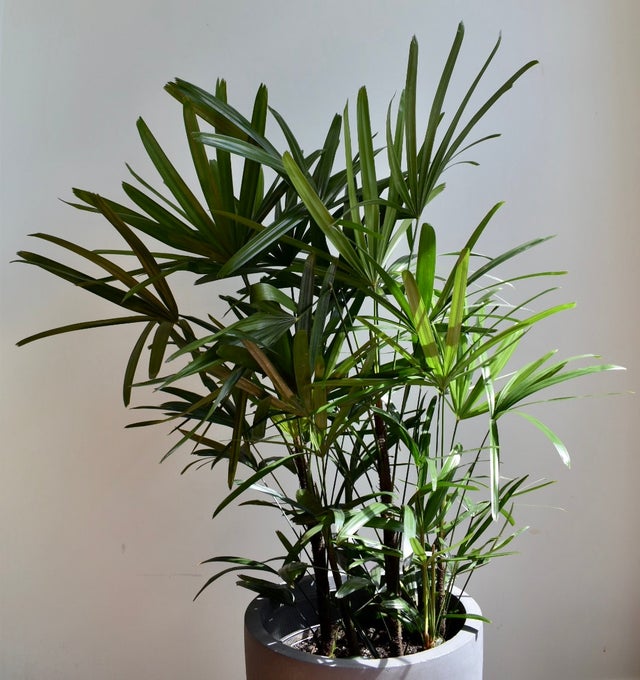 jade plant price Jade Plant 4" includes White Cover Pot  Houseplants New York LLC