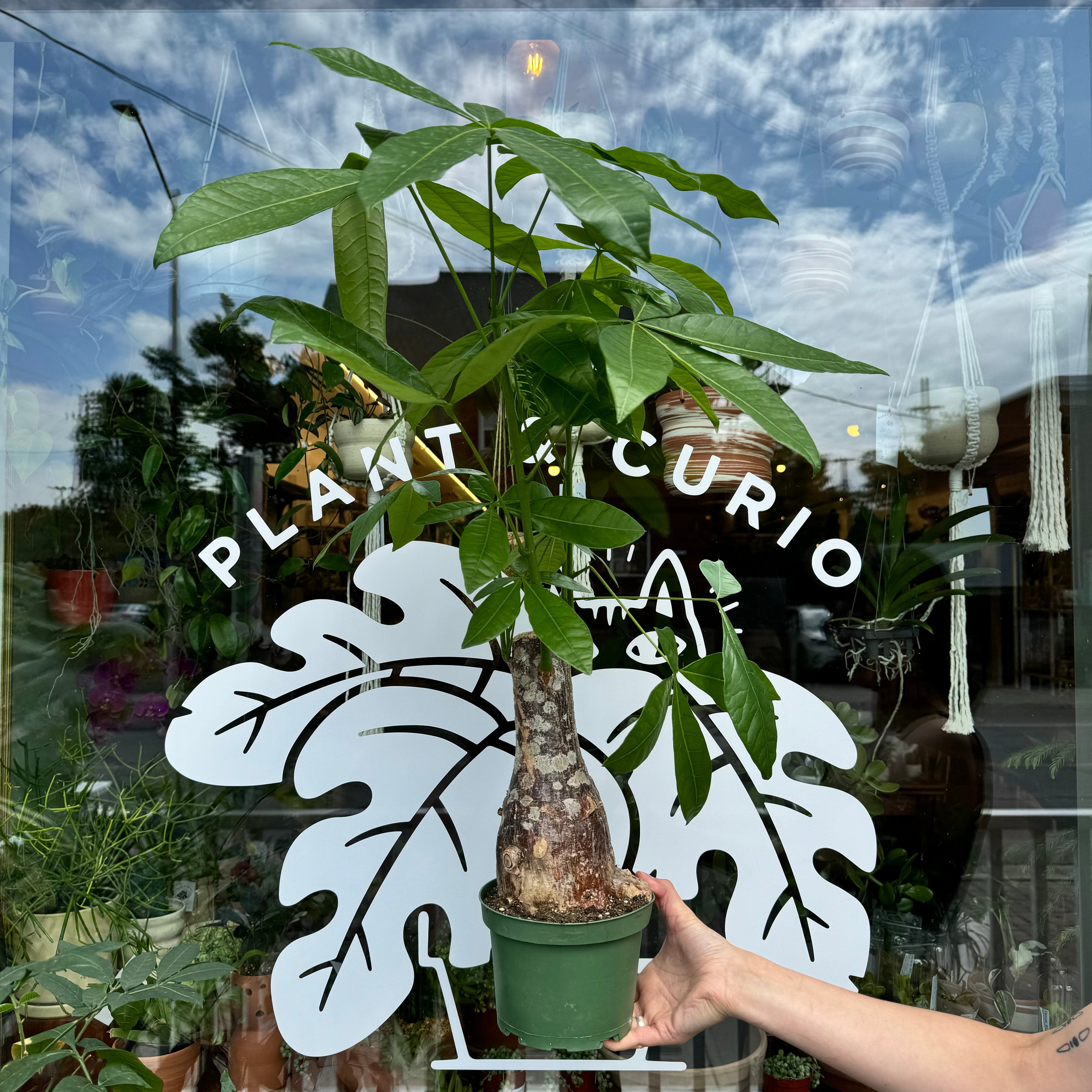 Money Tree - Pachira Aquatica | Plant \u0026 Curio, image size:4284x4284