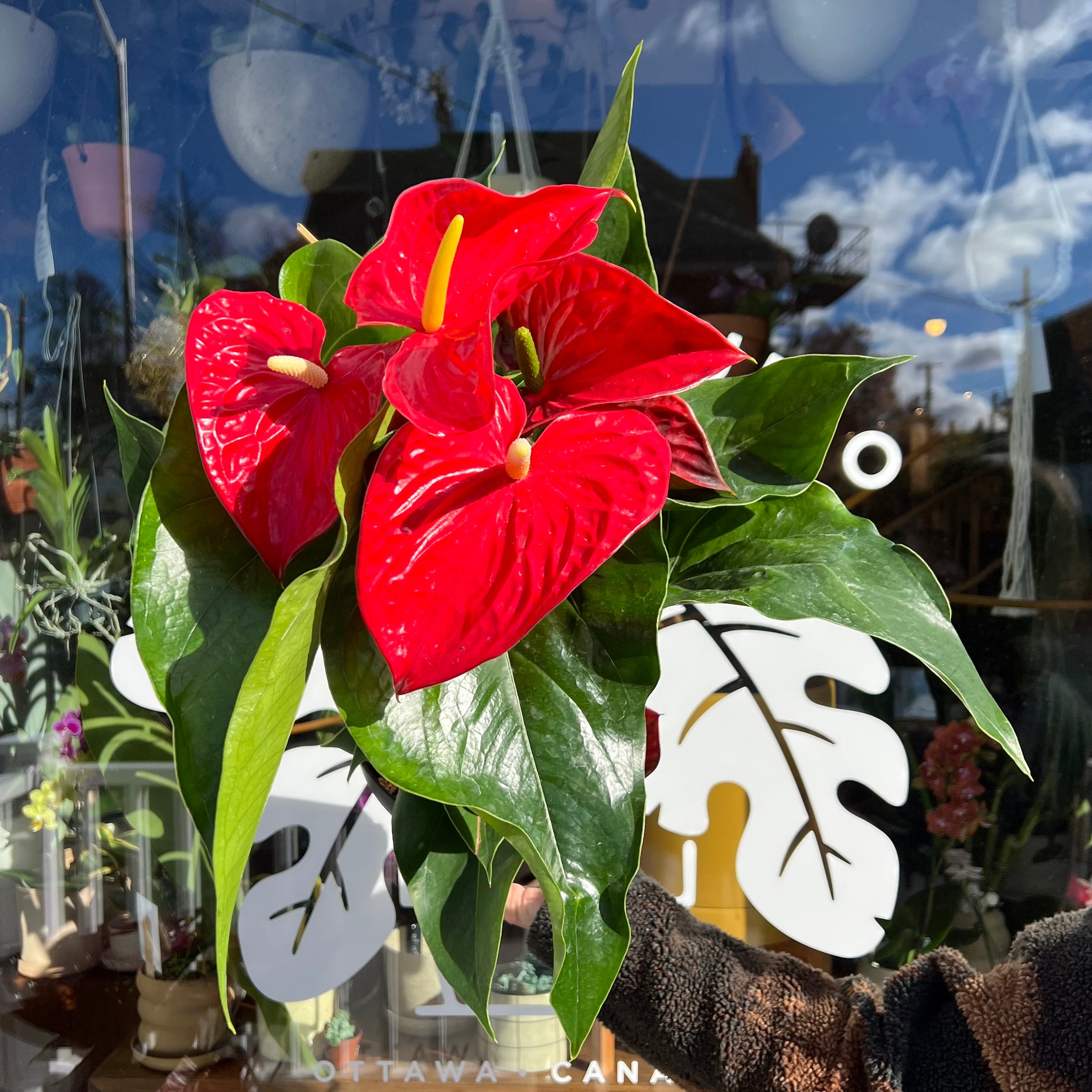 Anthurium Flamingo Flower | Plant & Curio