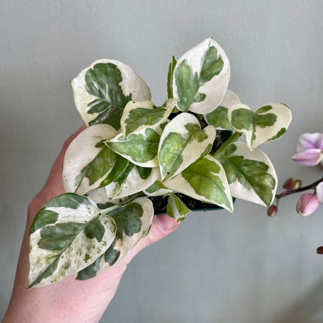Easy Care | Plant & Curio