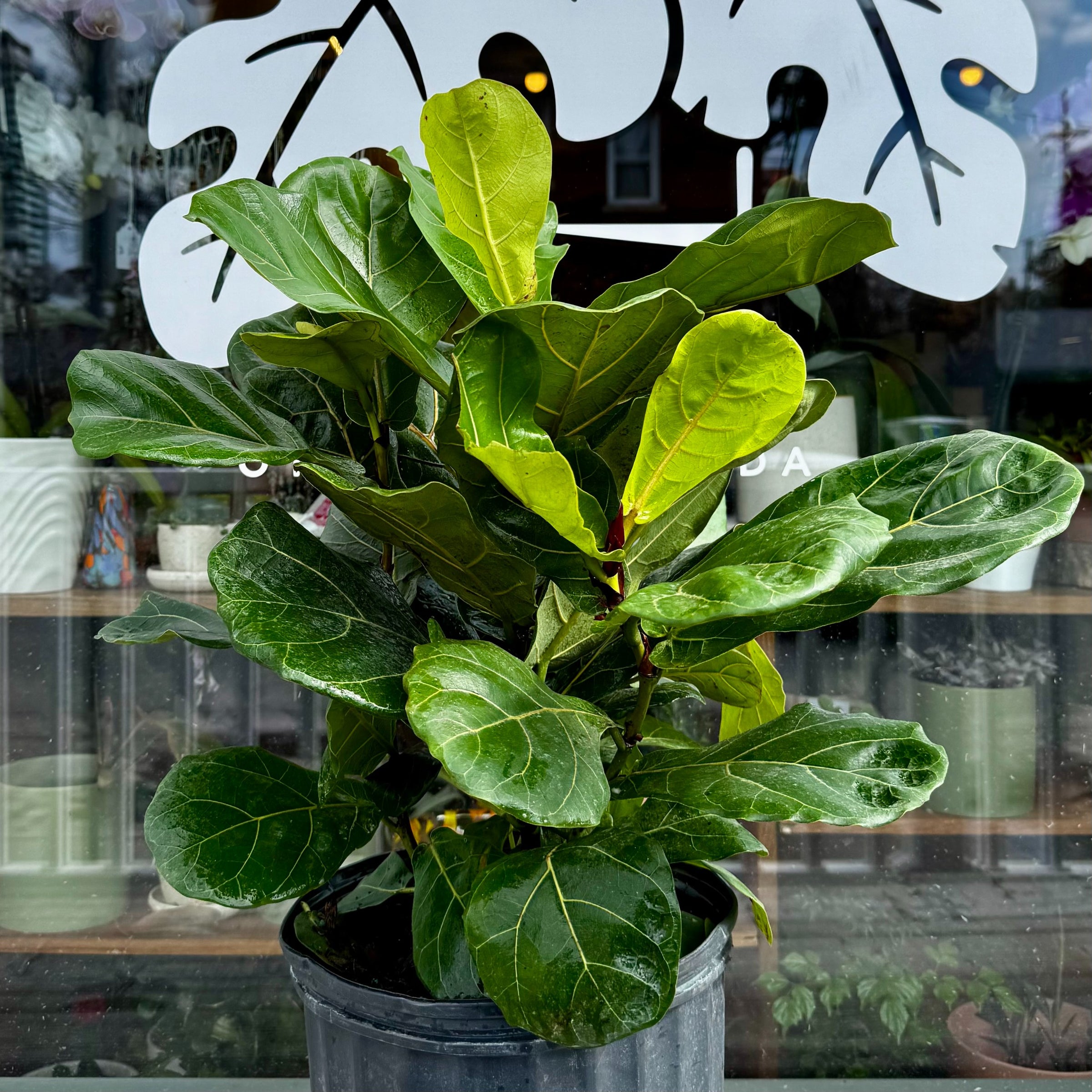 buy lucky bamboo plant Lucky Bamboo  Interior Foliage Design