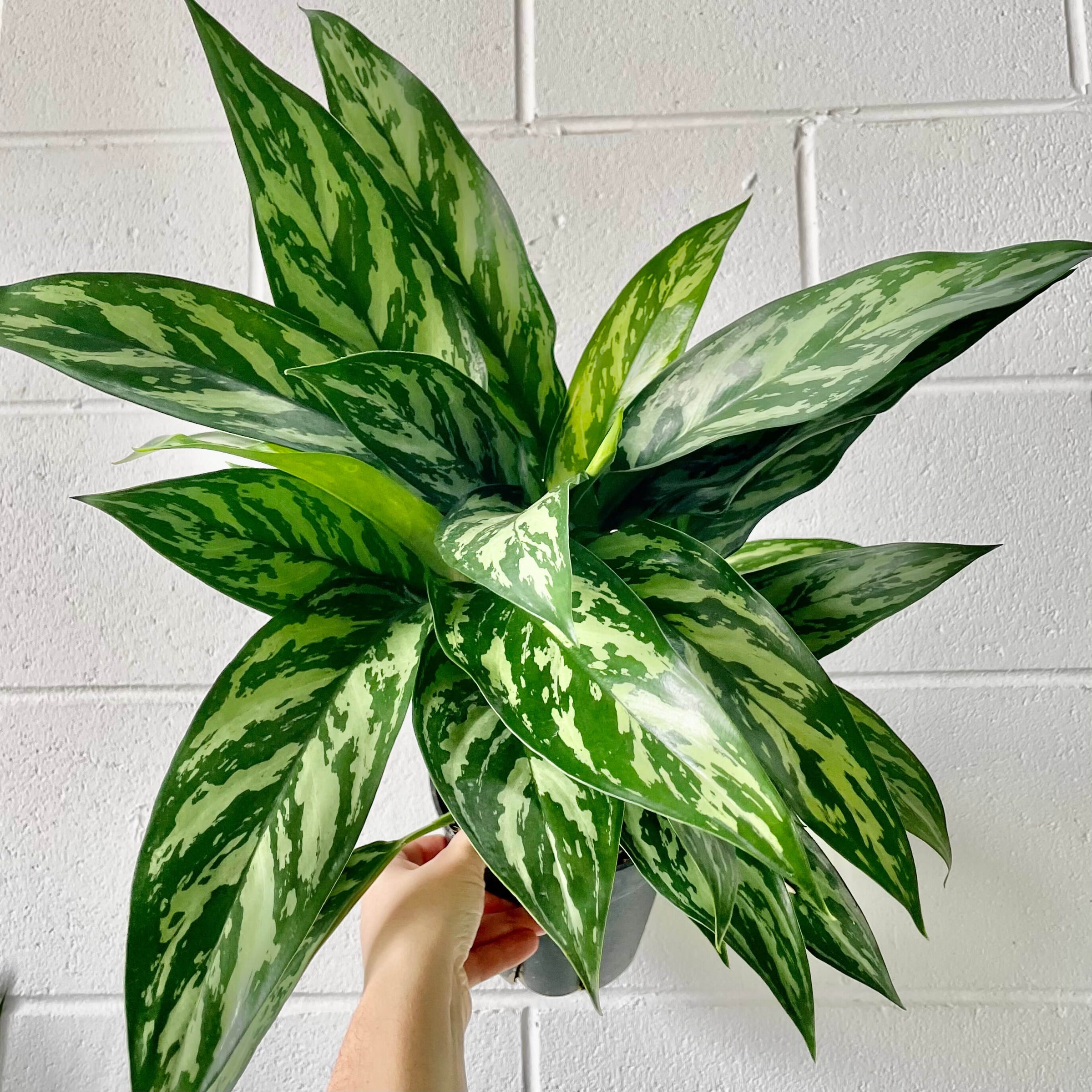 dragon dracaena Dracaena 'Dragon Dorado Bush'