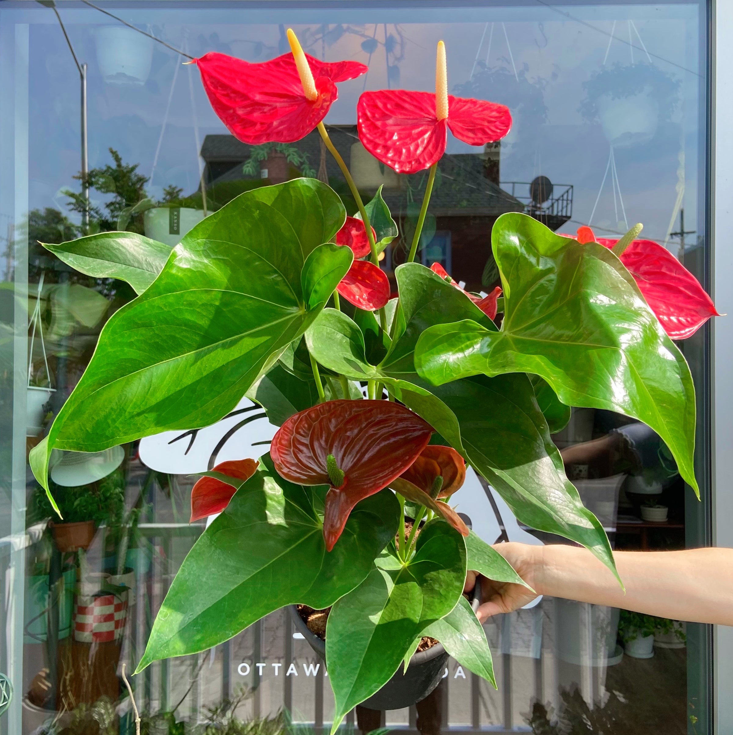 indoor plant system Green Our Planet Home Garden Starter Kit