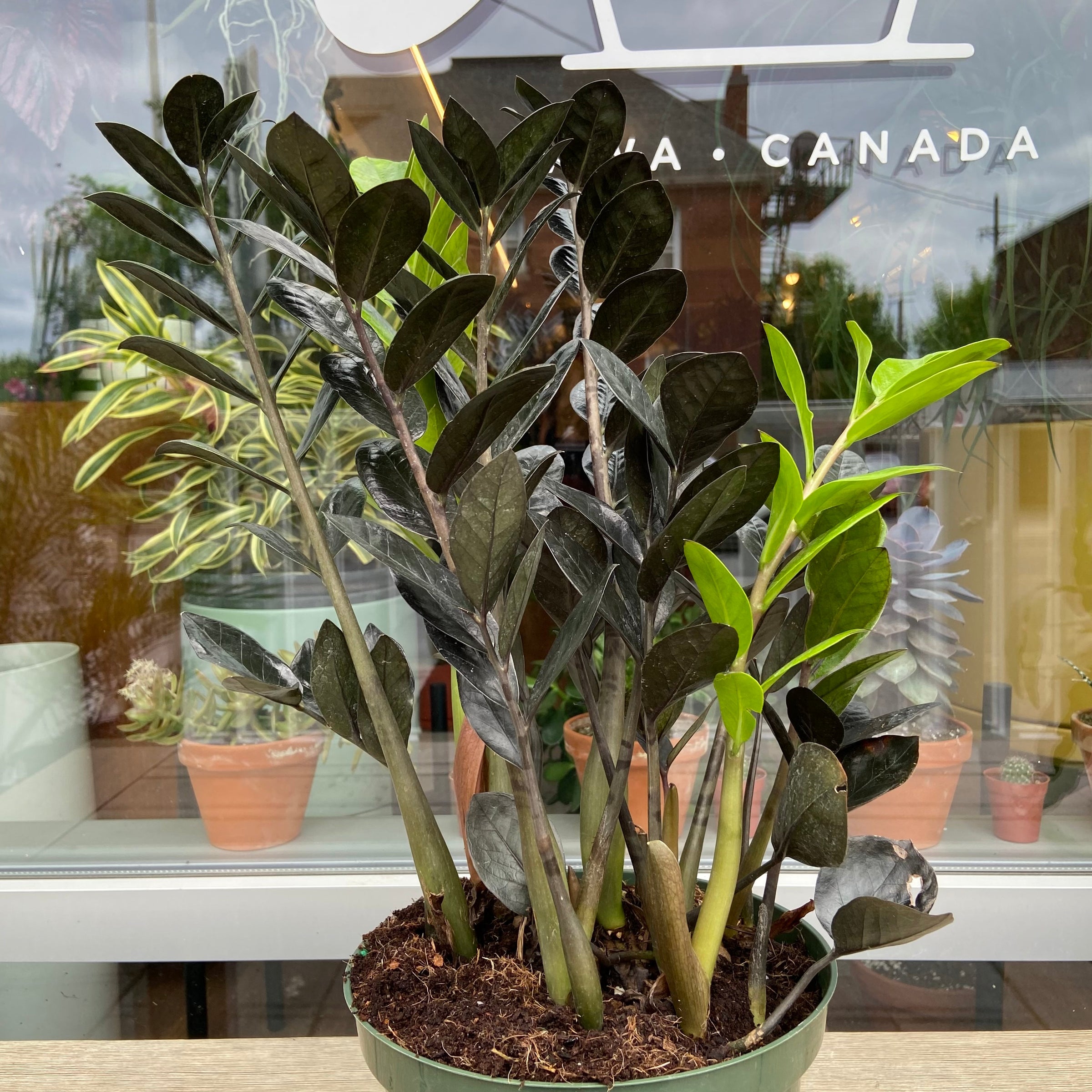 ZZ Raven | Plant & Curio