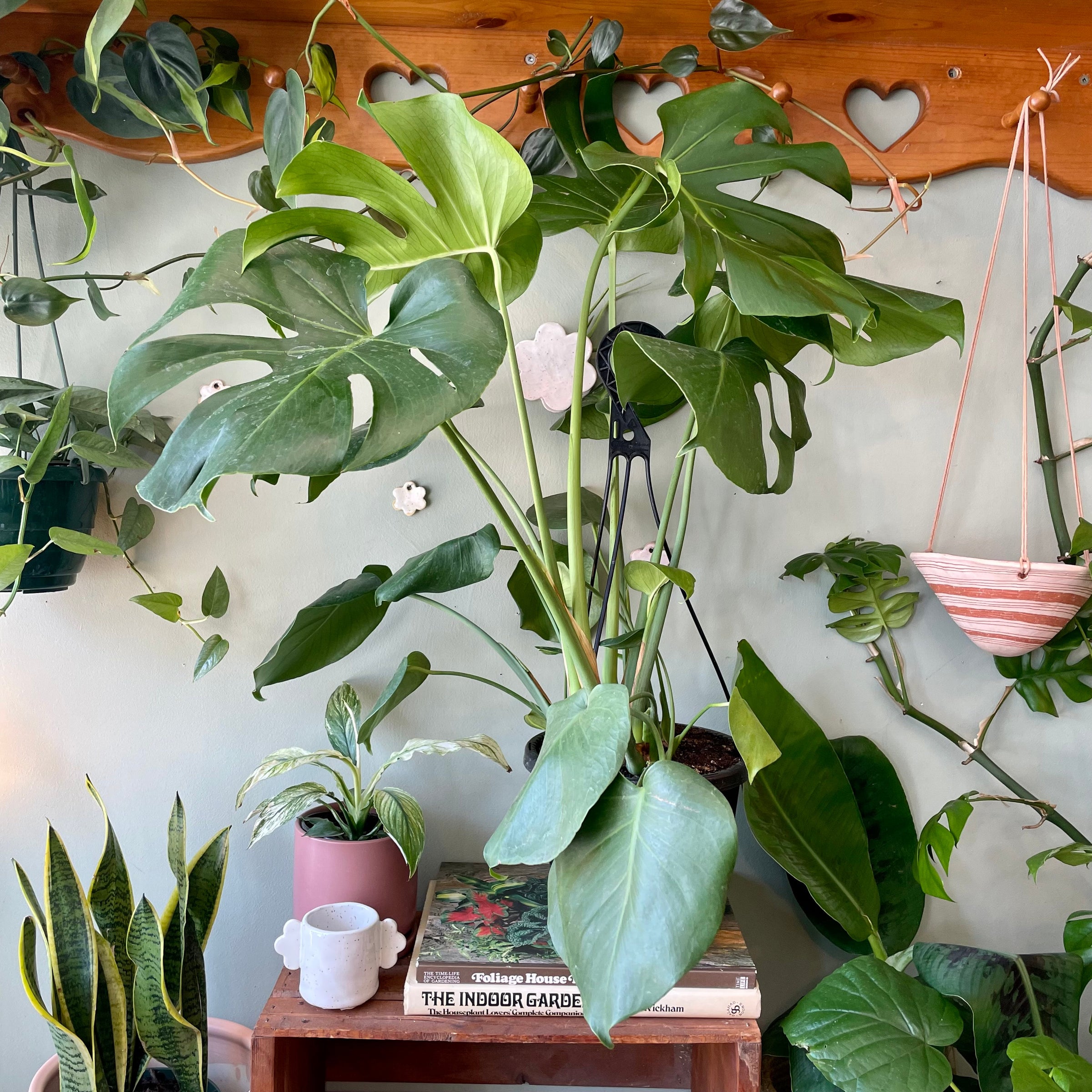 Monstera Deliciosa | Plant & Curio