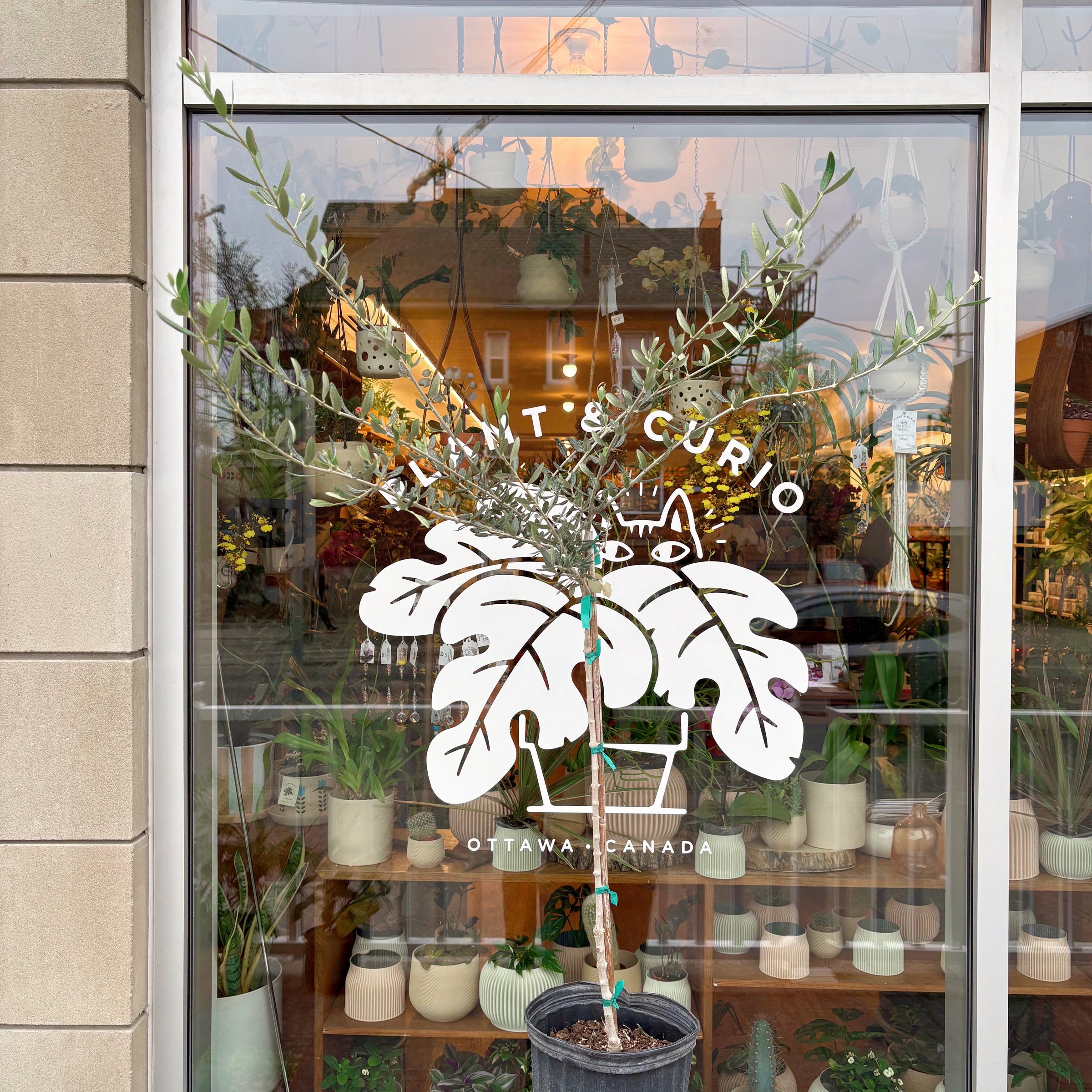Olive Plant | Plant & Curio