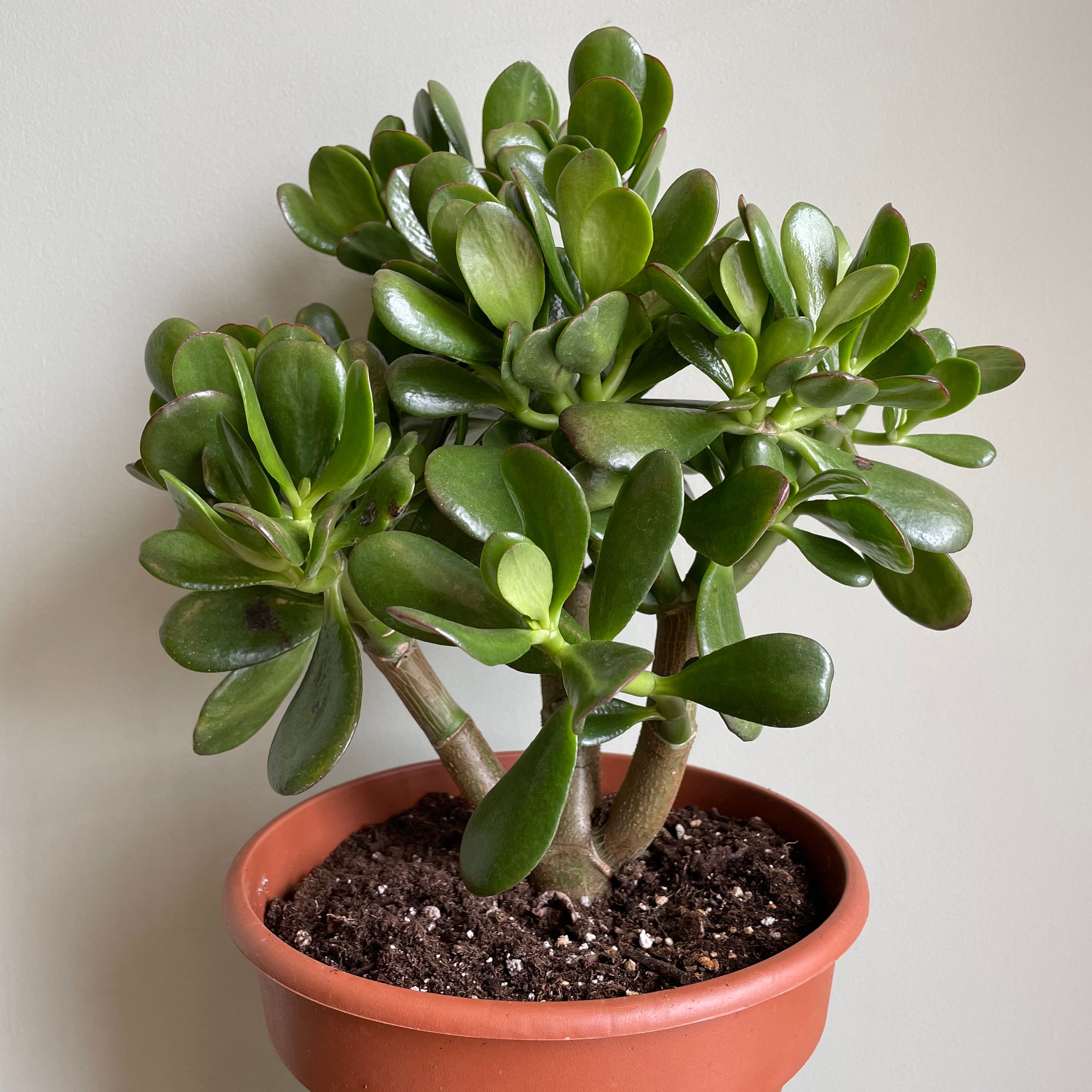 Jade Plant | Plant & Curio