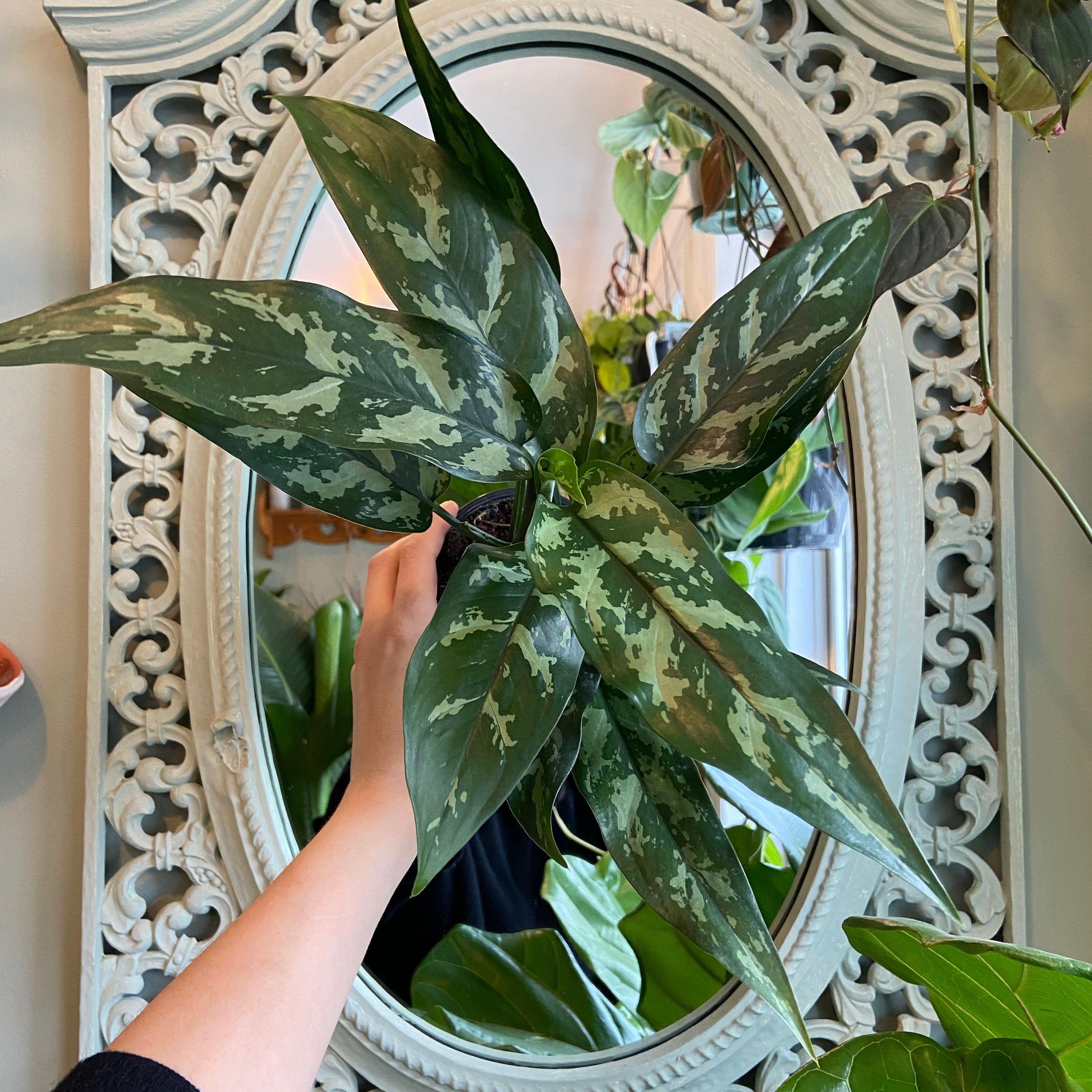 house plants in pots Costa Farms Live Plants (3 Pack), Easy to Grow Real Indoor Houseplants, Air  Purifying Plants, Grower's Choice in Home Décor Indoors Plant Pots, New  House Gift or Room Décor main image 1
