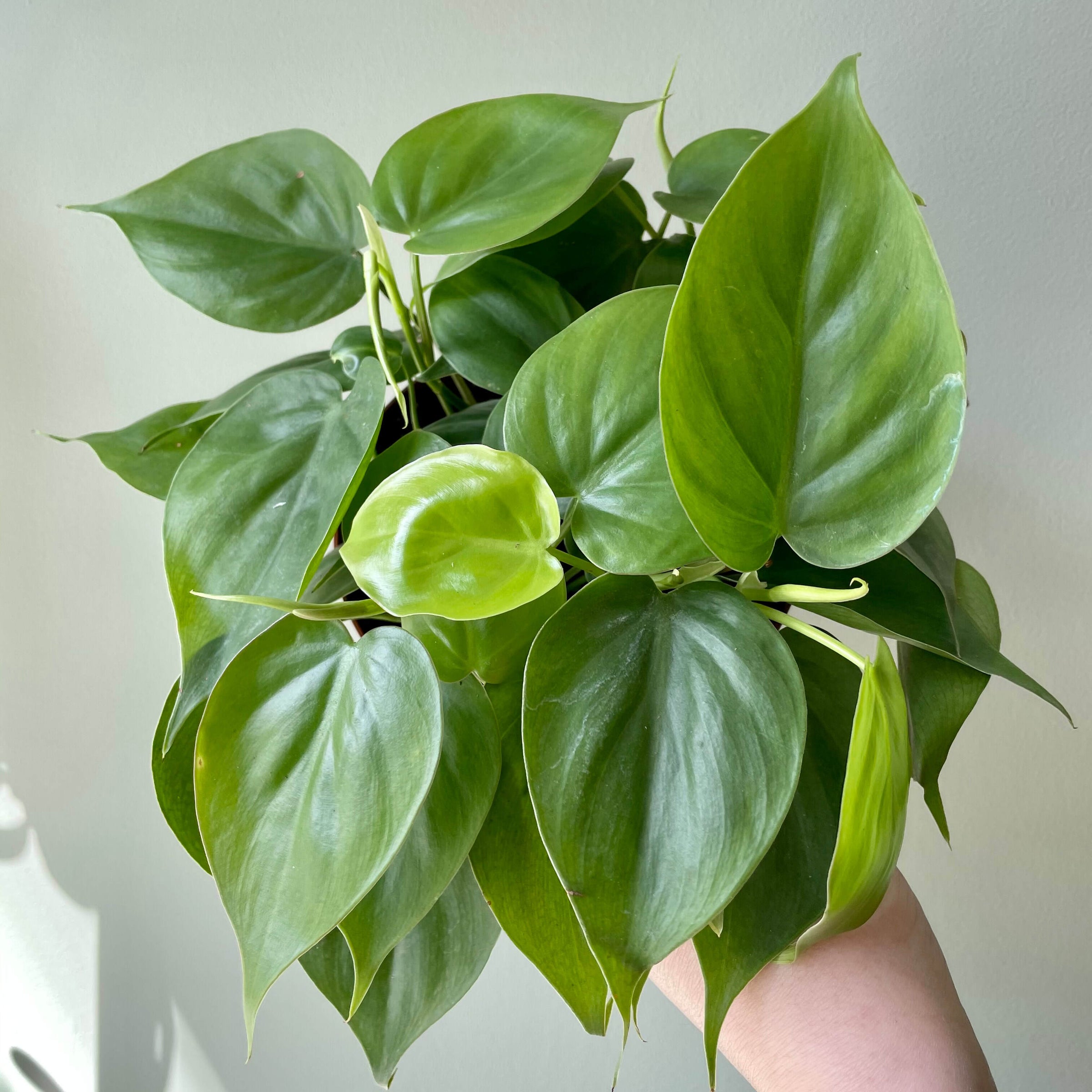 Heart Leaf Philodendron | Plant & Curio