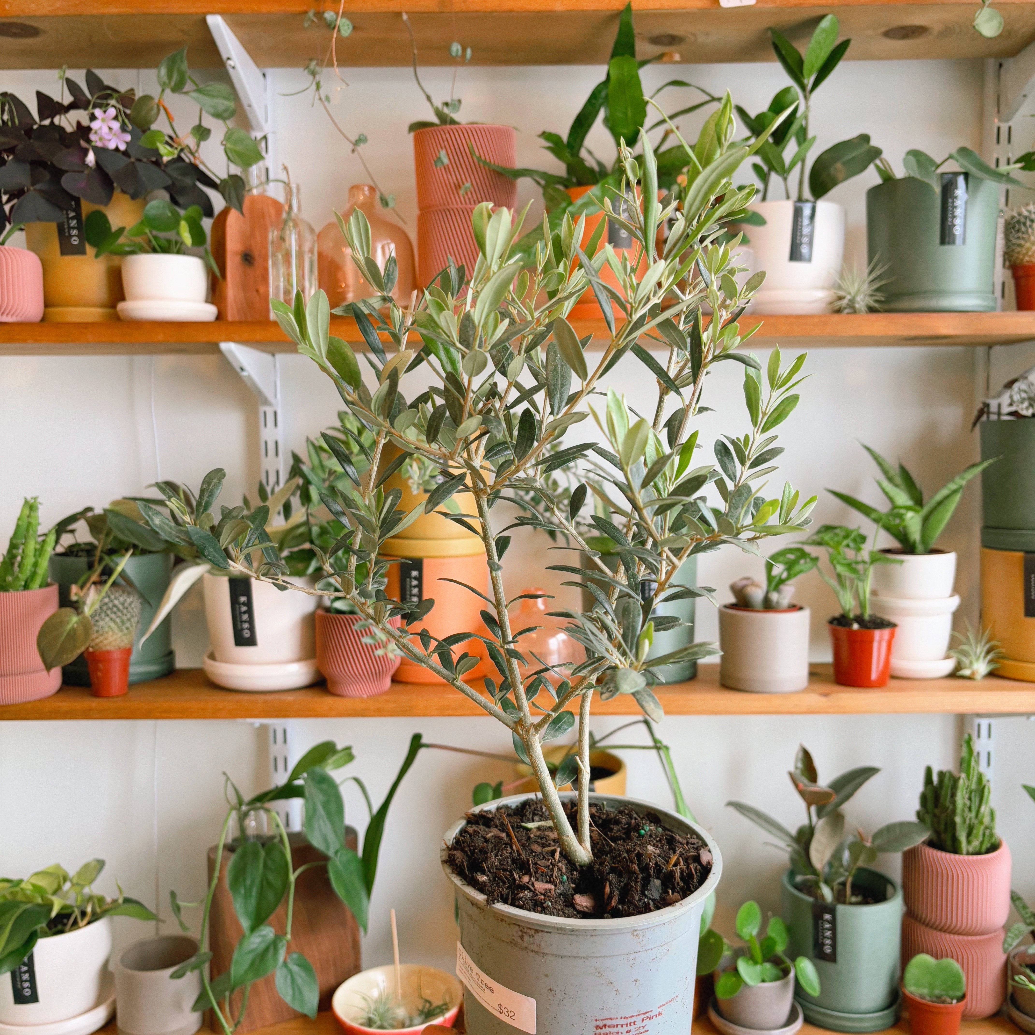 オリーブの木　374 Olive Plant | Plant & Curio