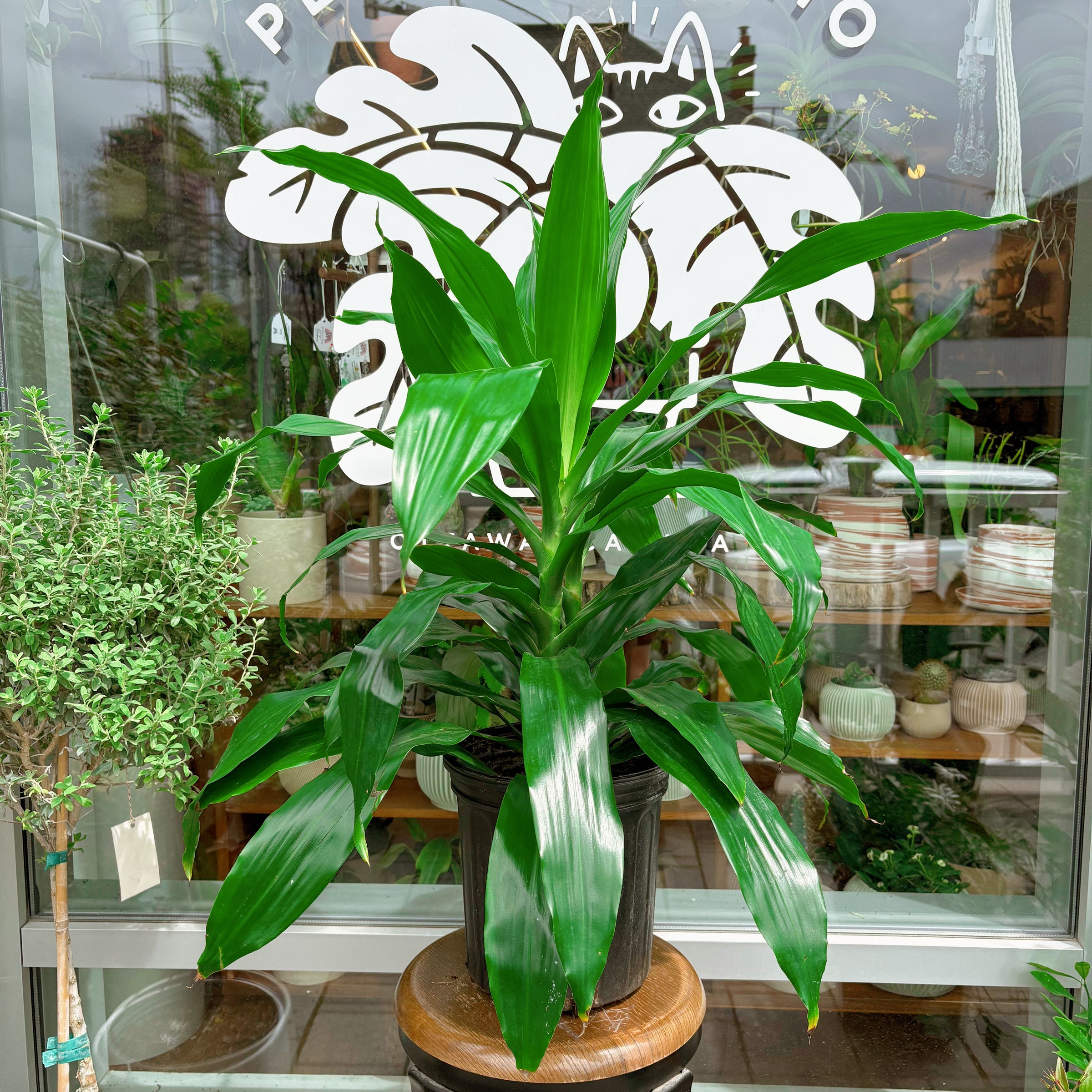 cornstalk dracaena Corn Stalk Dranaena Silk Plant (Real Touch)  LeLe Floral