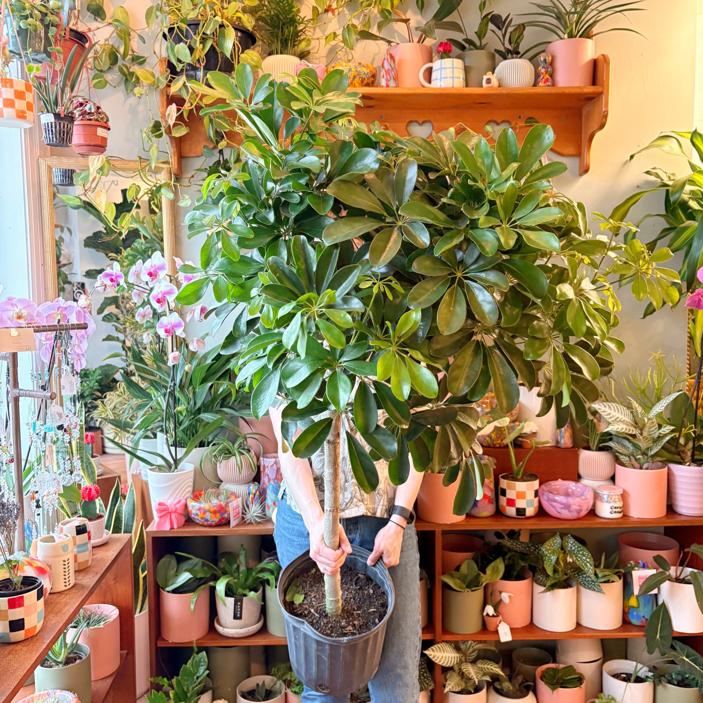 Umbrella Tree - Schefflera Arboricola | Plant & Curio