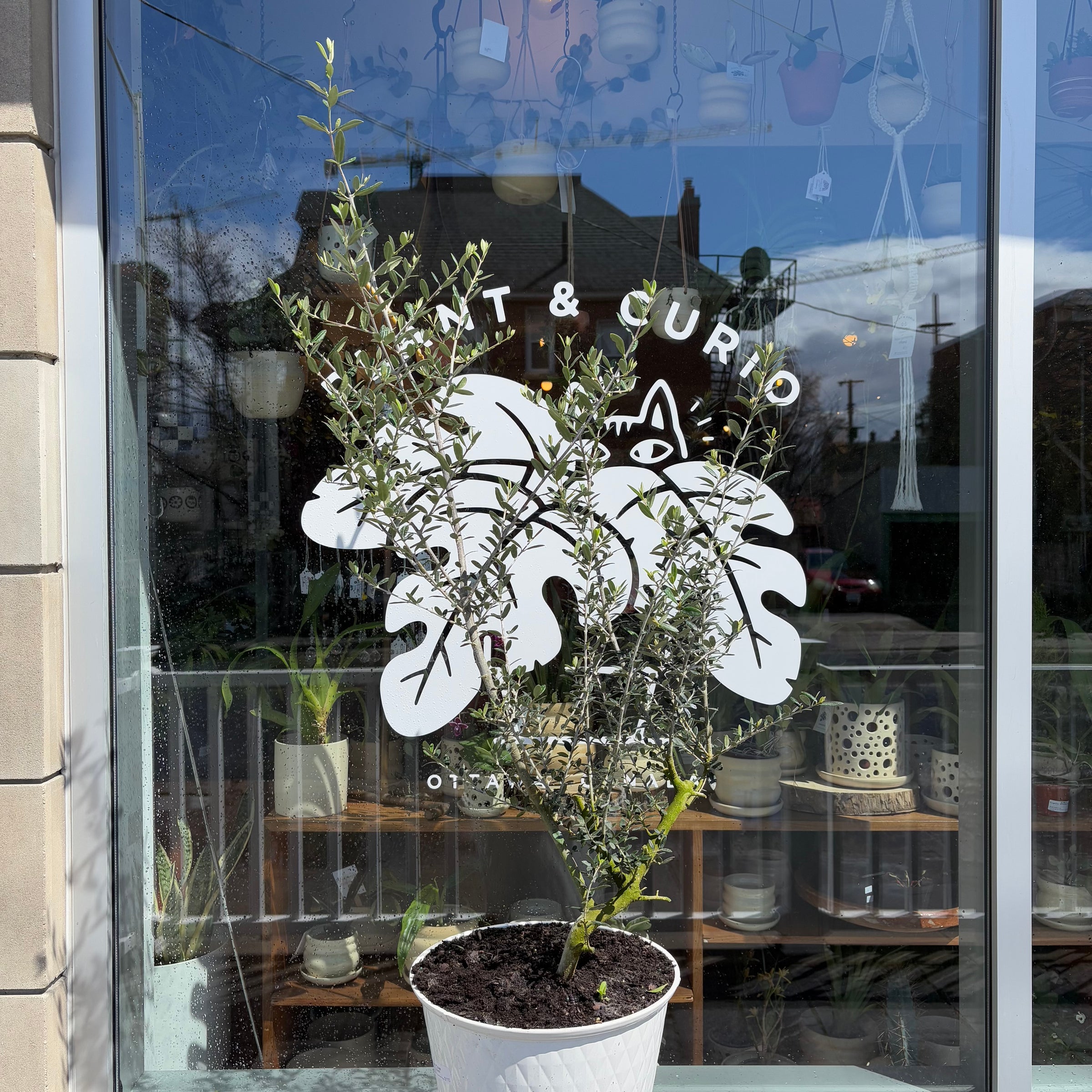 Olive Plant | Plant & Curio
