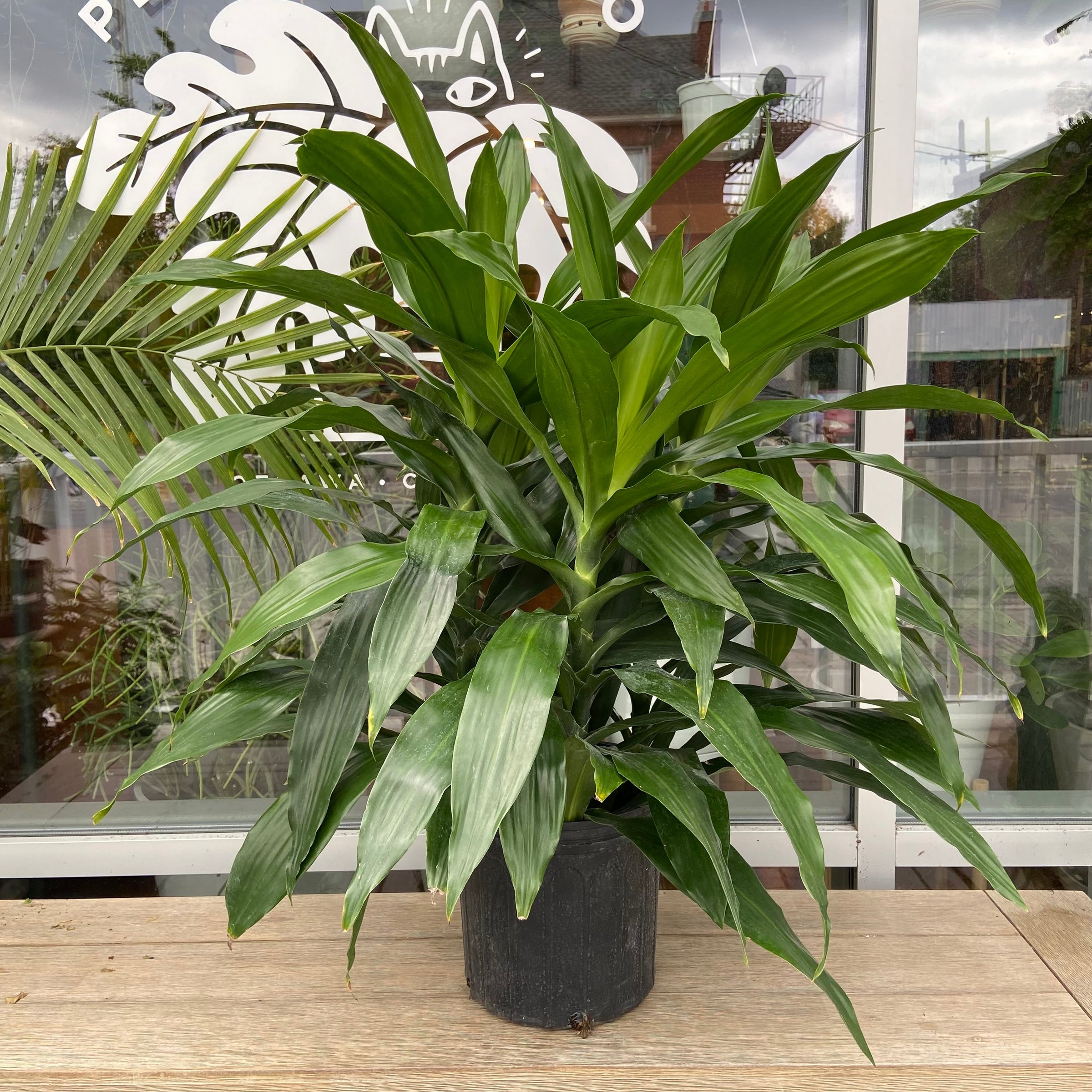 indoor large monstera plant Monstera Deliciosa | Indoor houseplants in Pittsburgh