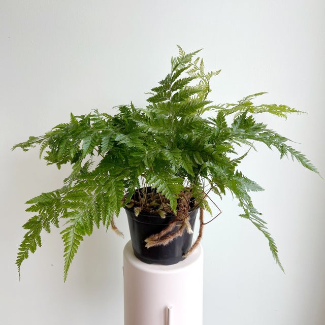 Medium Light Plants | Plant & Curio