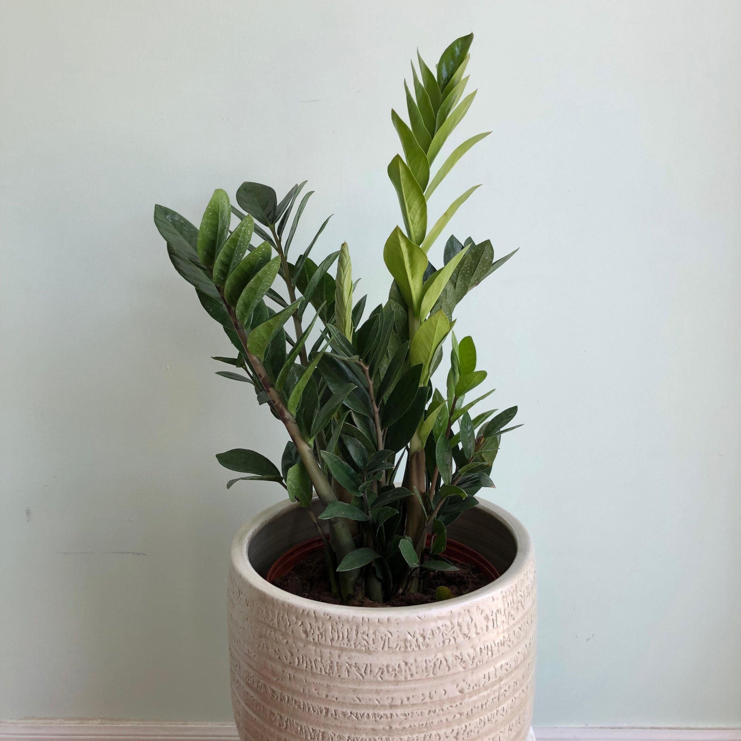 ZZ plant - Zamioculcas Zamiifolia | Plant & Curio