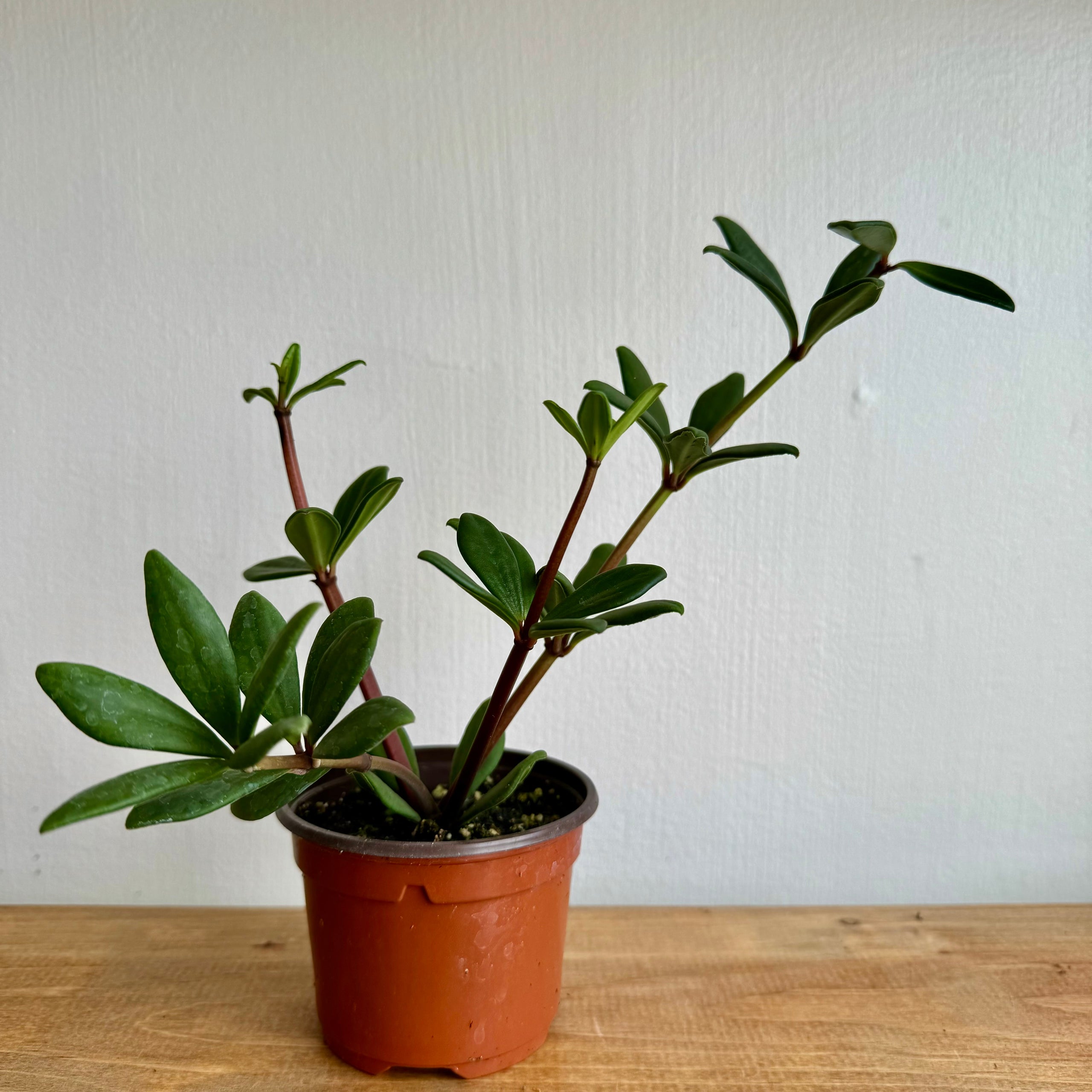 Peperomia 'Mojo' | Plant & Curio