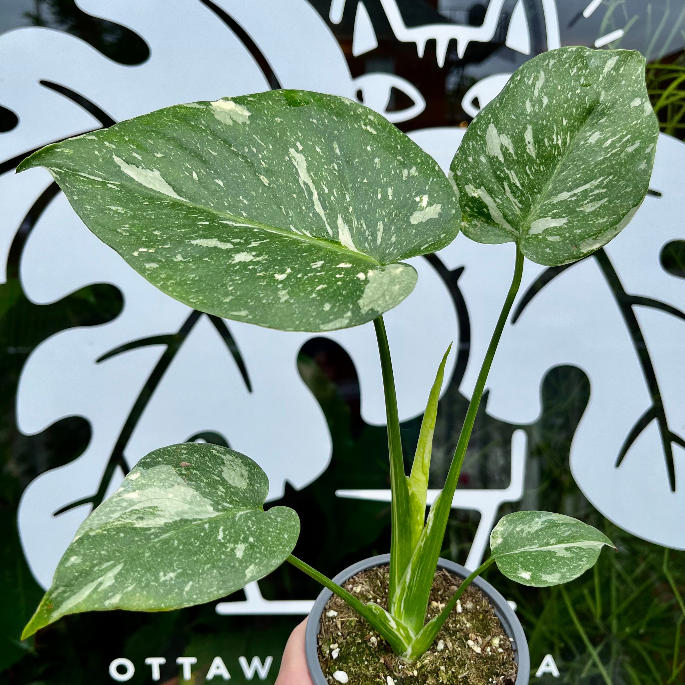 Monstera 'Thai Constellation' | Plant & Curio