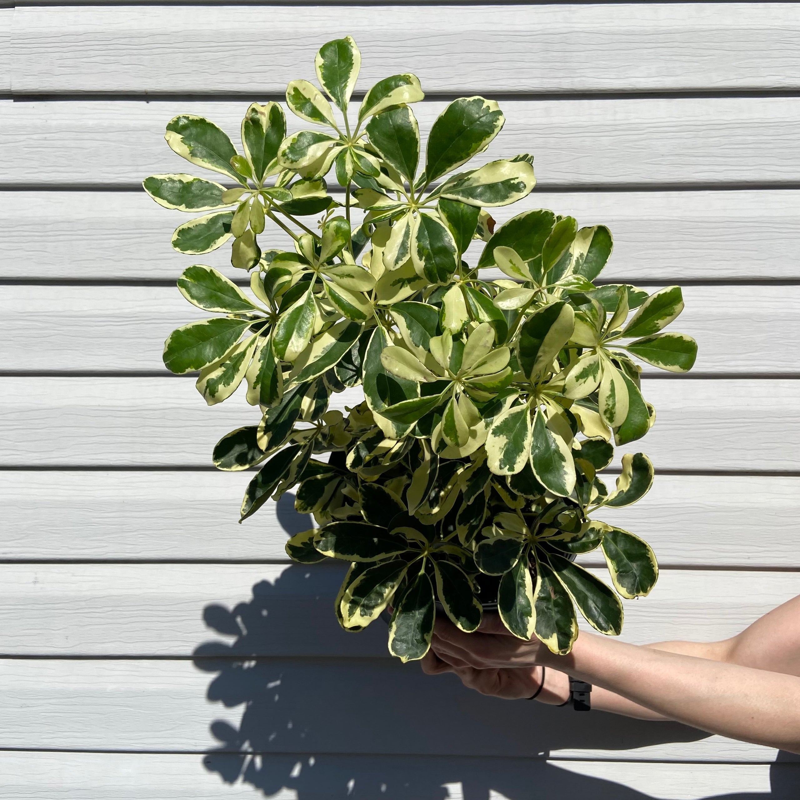 Schefflera arboricola 'Ivory' | Plant & Curio