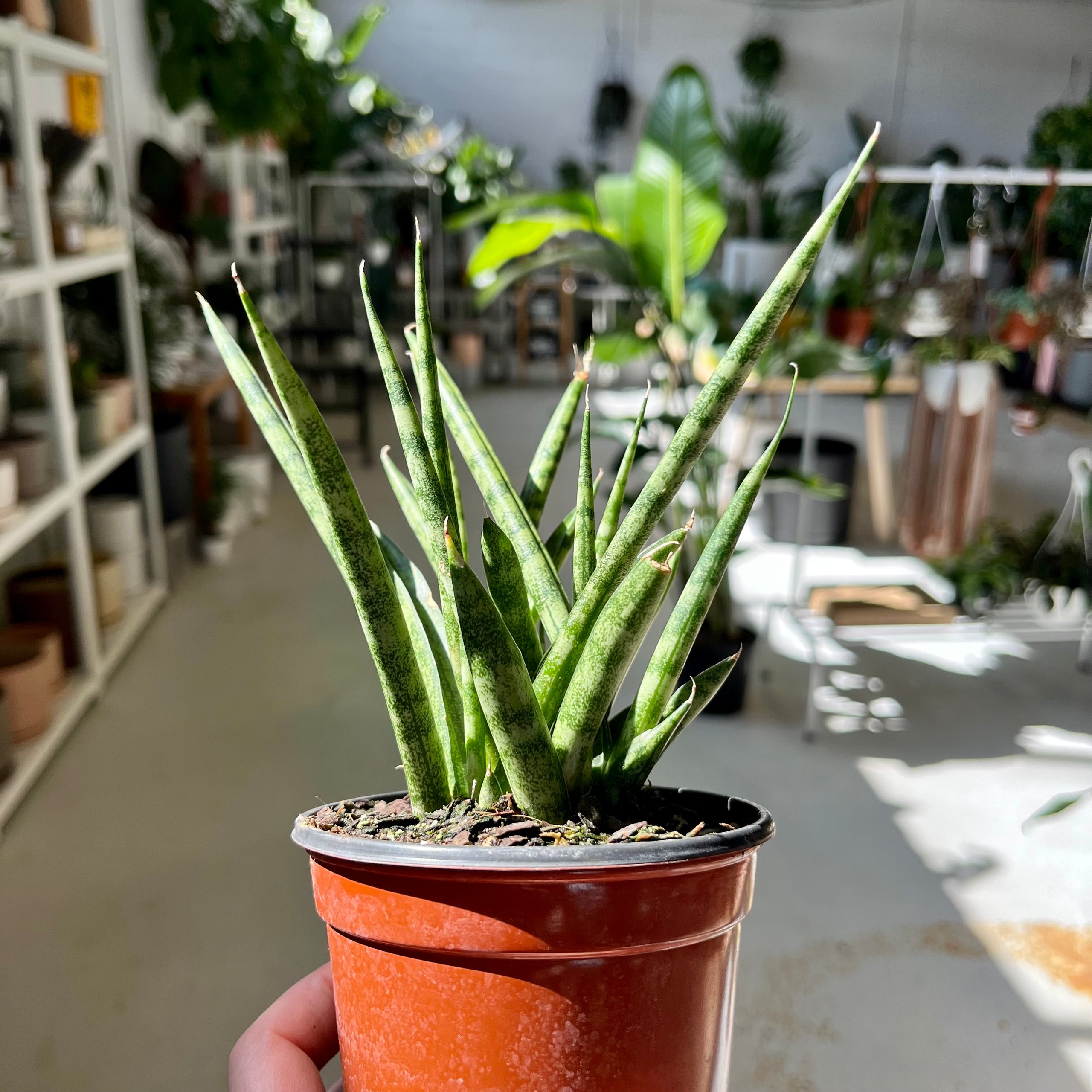 Sansevieria/Dracaena Fernwood | Plant & Curio