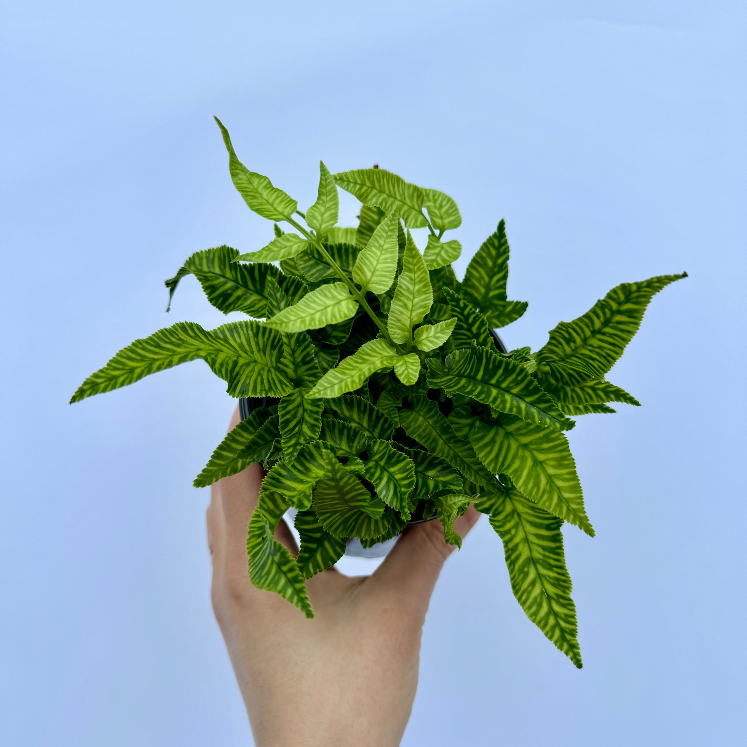 Golden Zebra Bamboo Fern | Plant & Curio