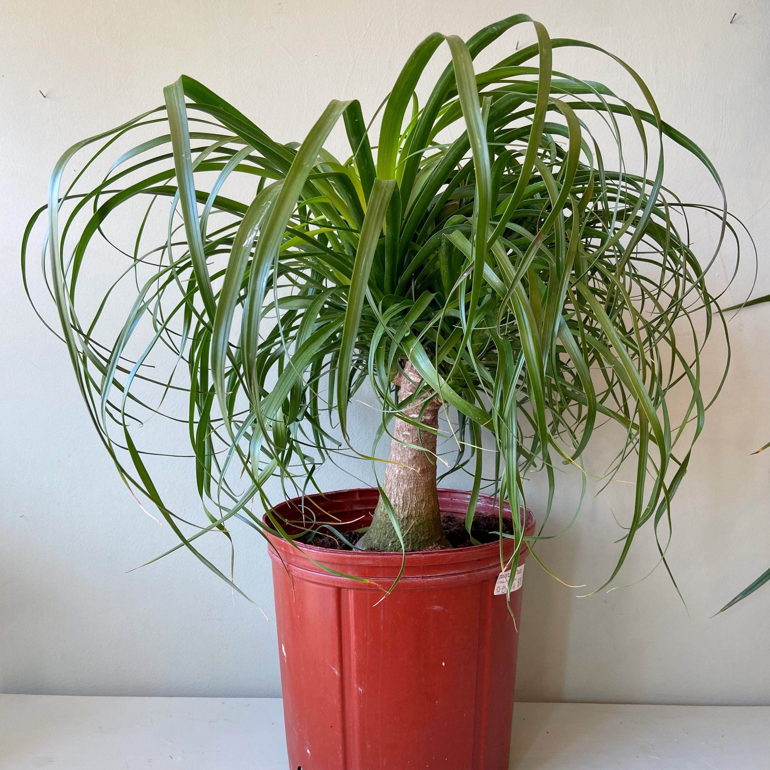 Ponytail Palm | Nolina Palm | Beaucarnea recurvata - Plants