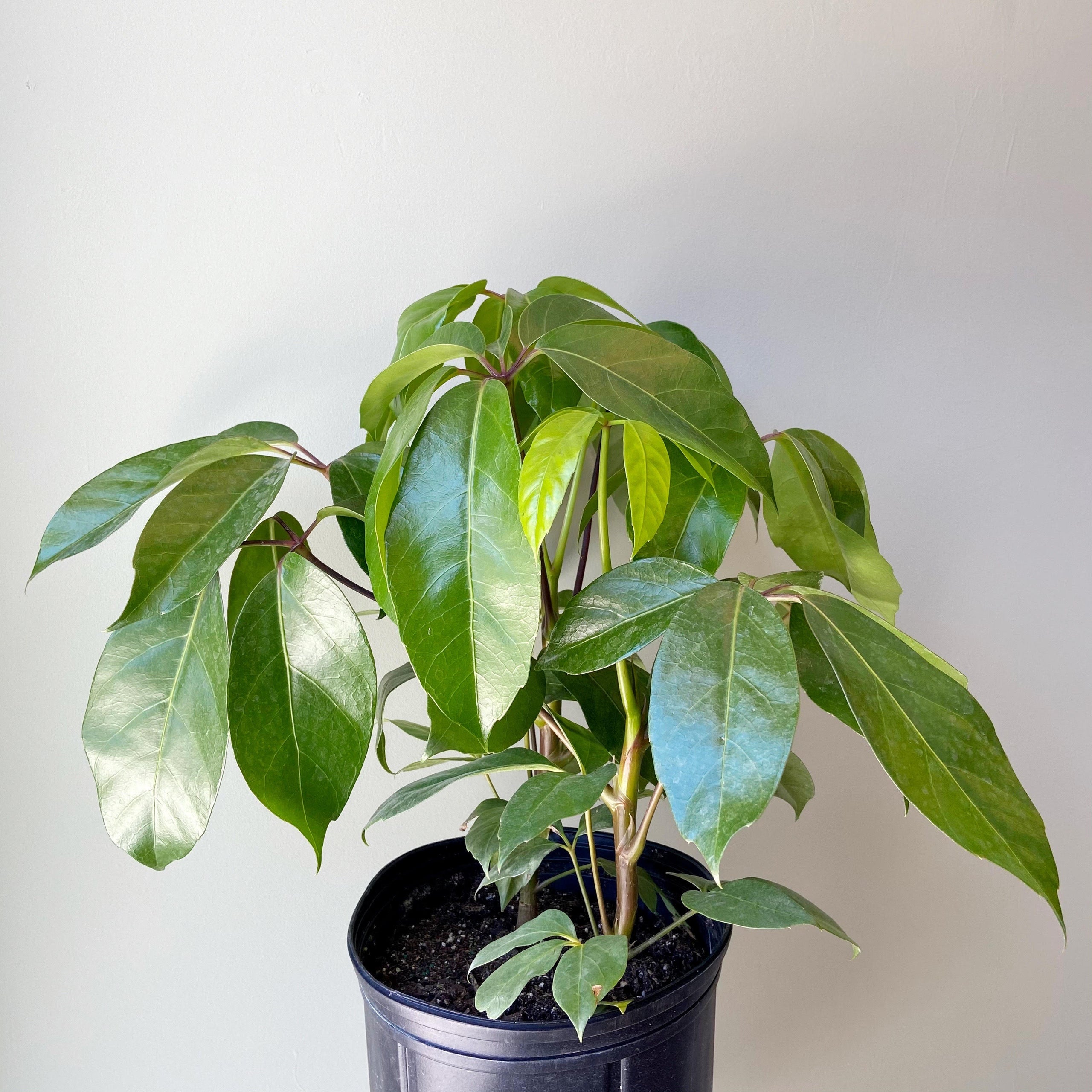 Schefflera Amate Tree | Plant & Curio