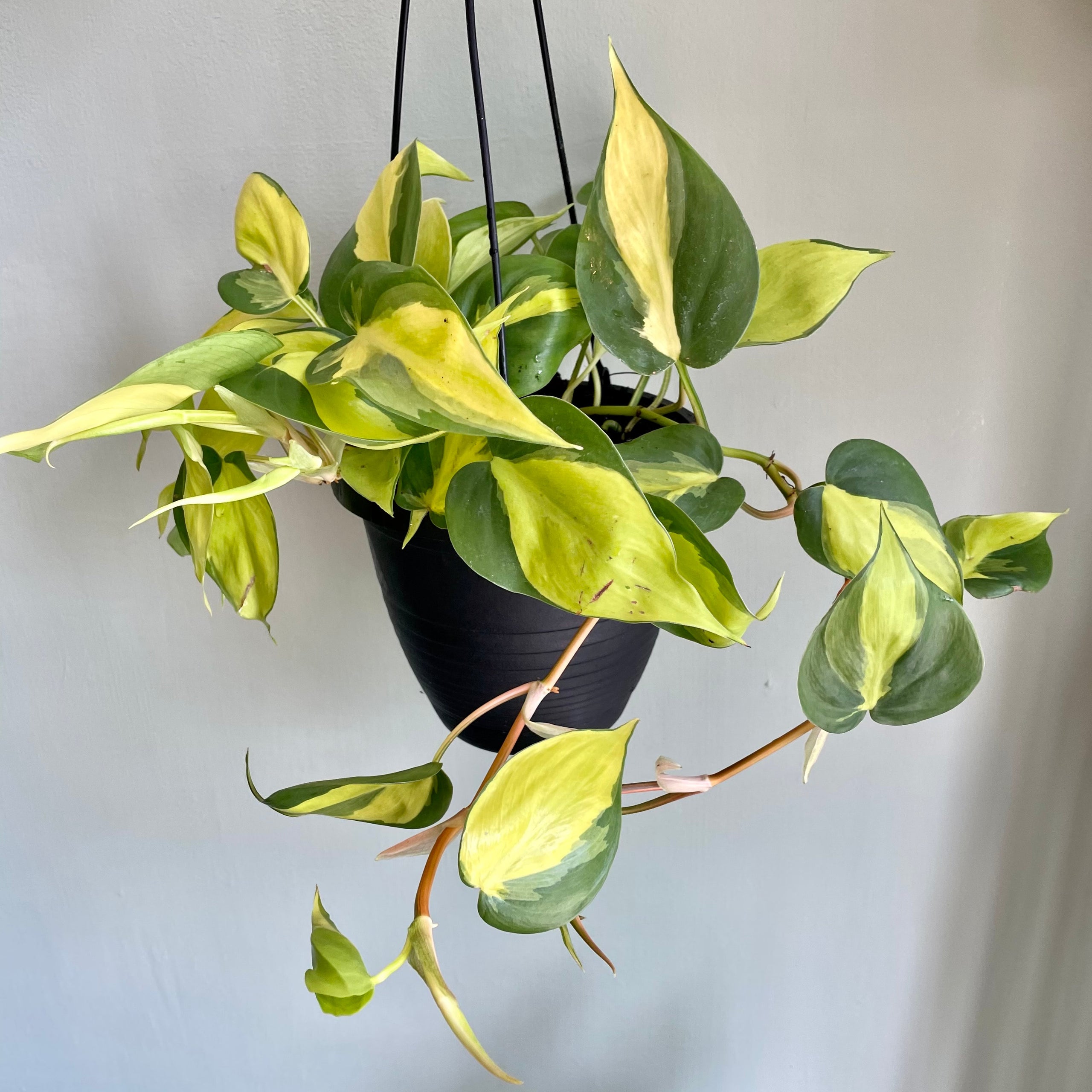 Philodendron Brasil, Shop Live House Plants