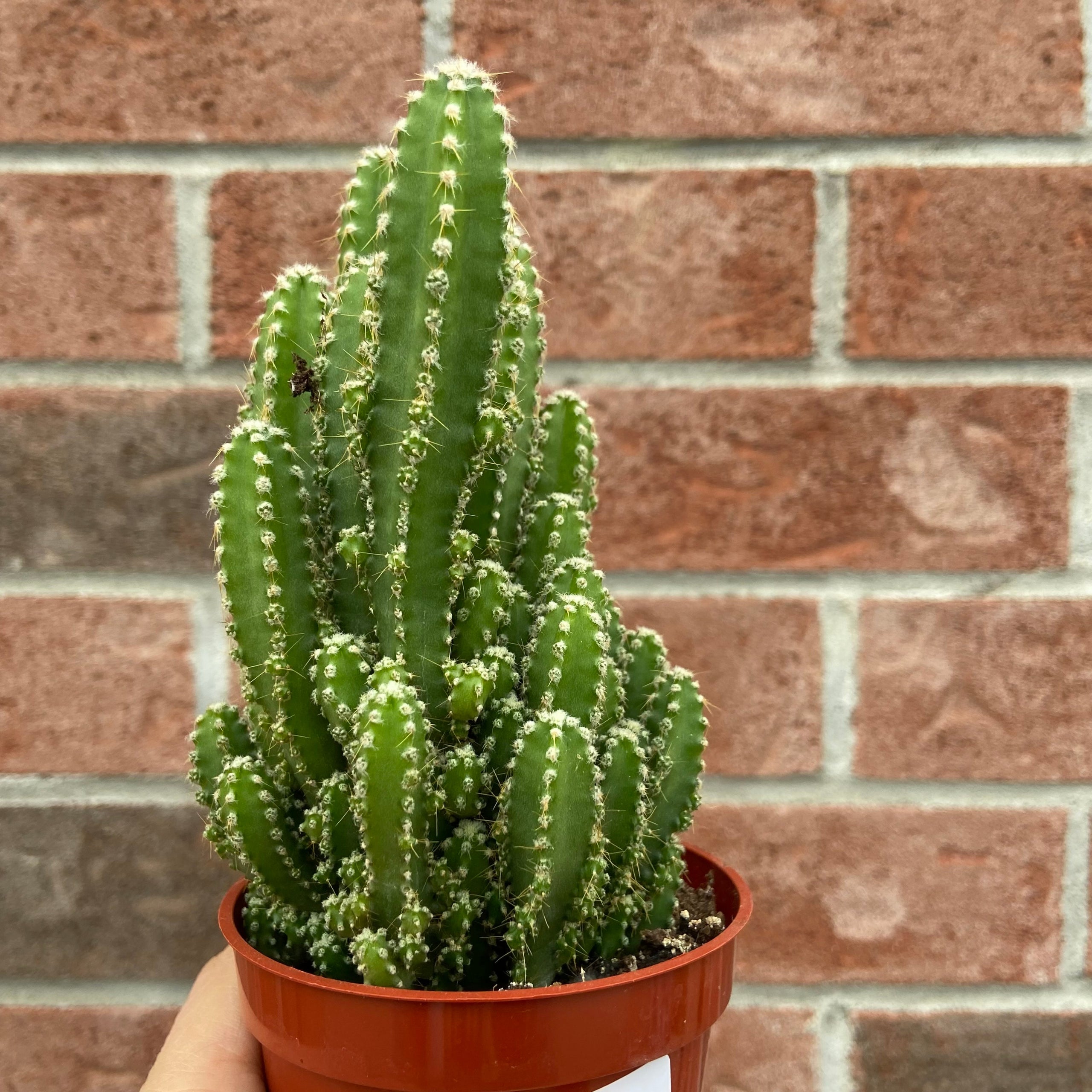 Fairy Castle Cactus Plant & Curio