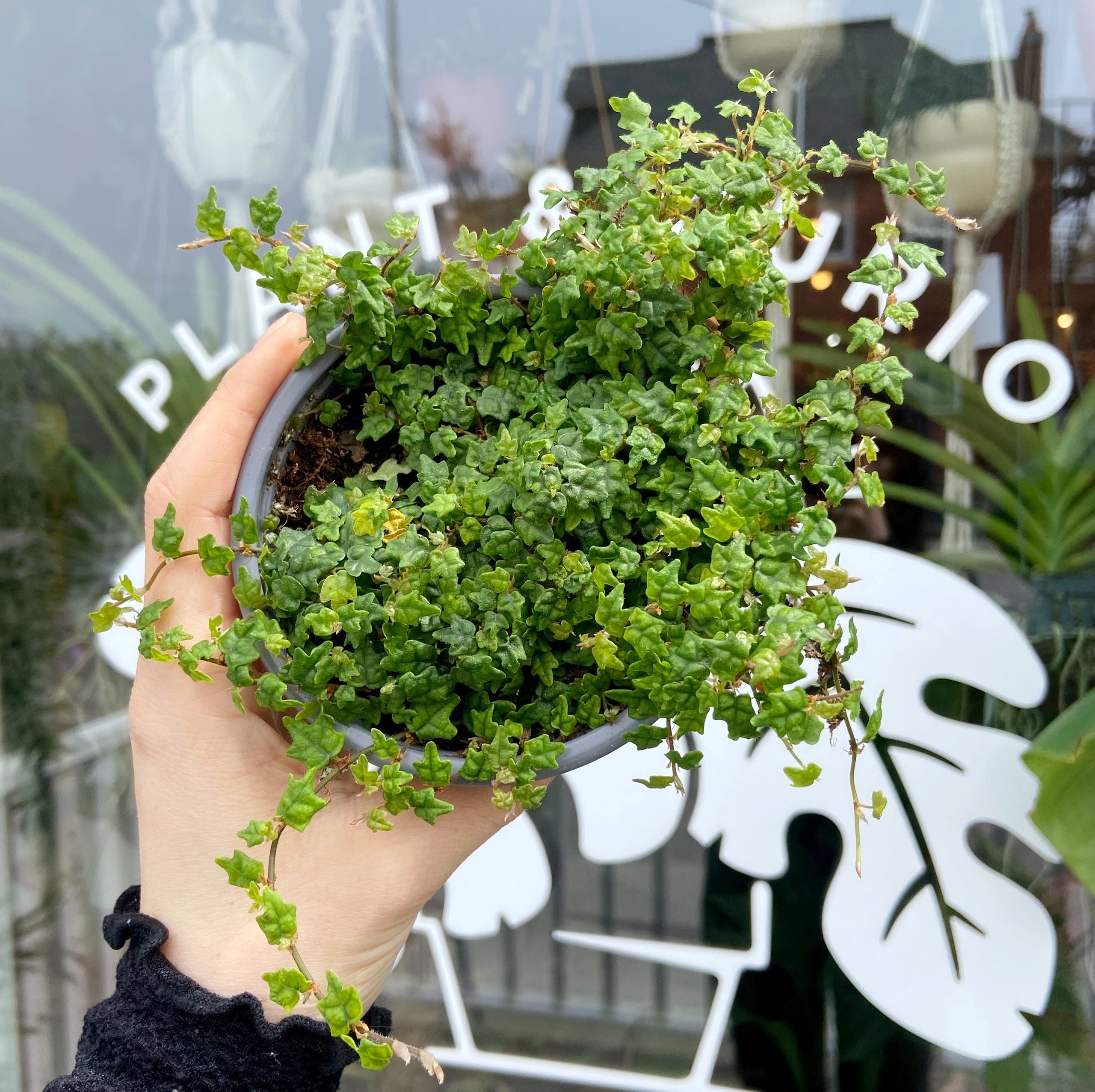 String of Frogs - Ficus quercifolia | Plant & Curio