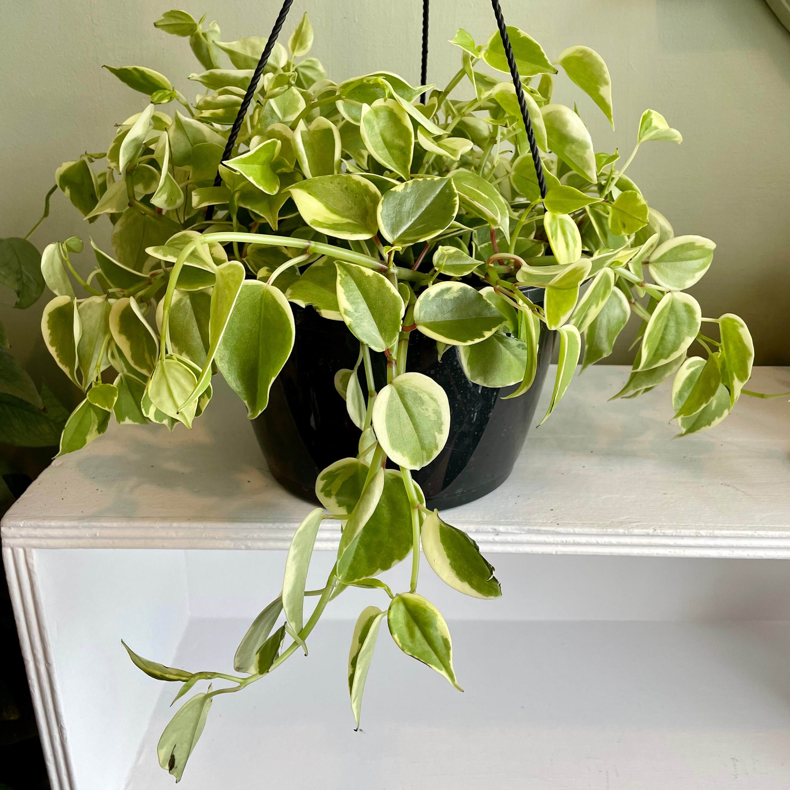 Peperomia Scandens Variegata – VI Plant Shop
